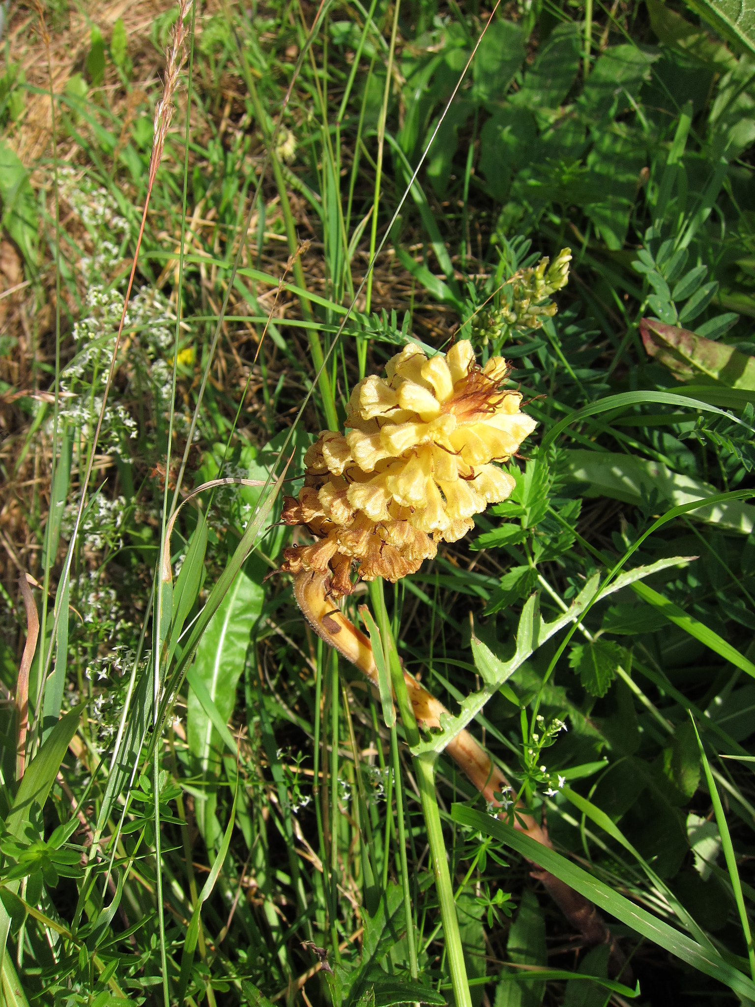 Tistelsnyltrot (<em>Orobanche reticulata</em>)