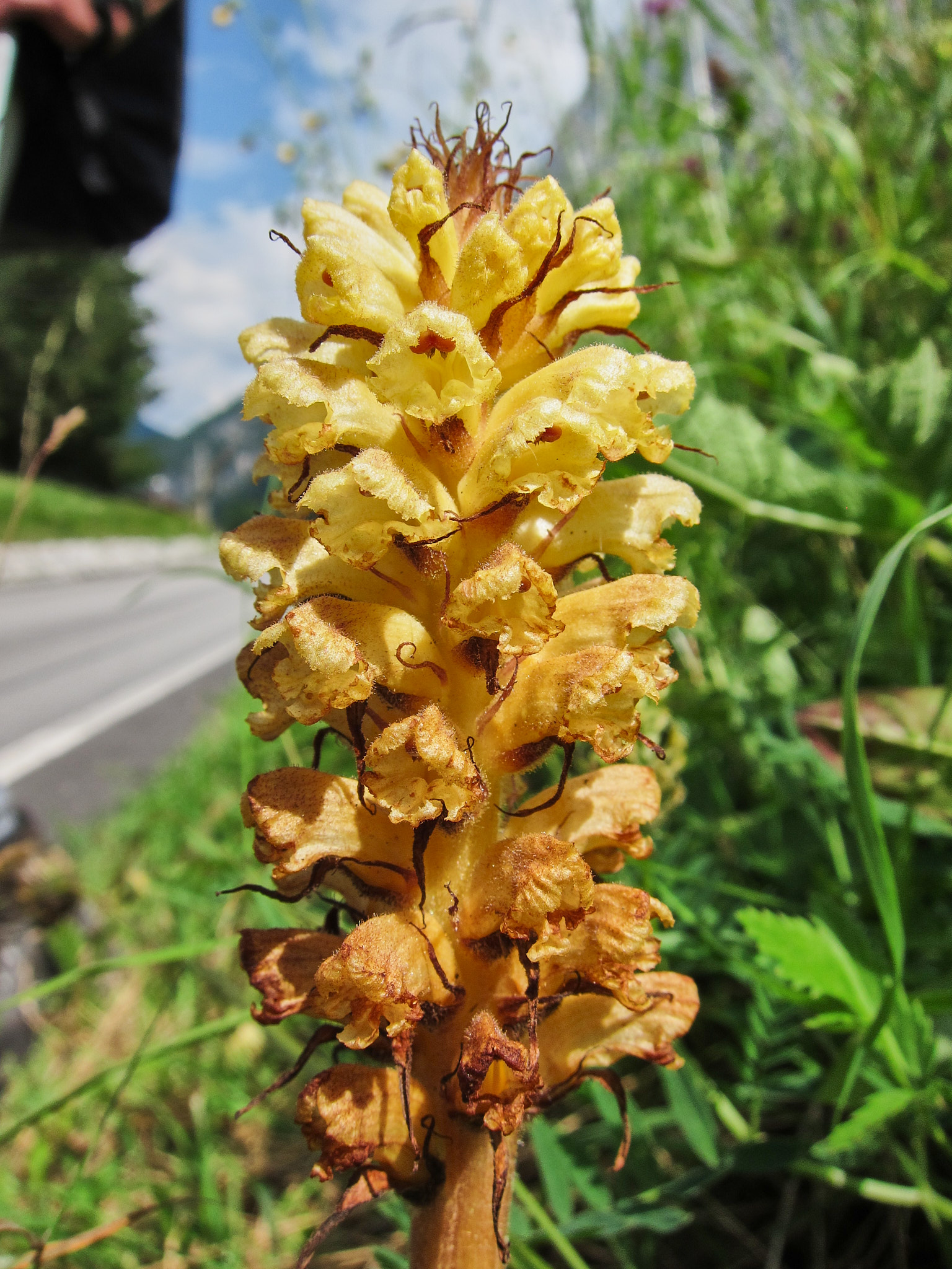 Tistelsnyltrot (<em>Orobanche reticulata</em>)