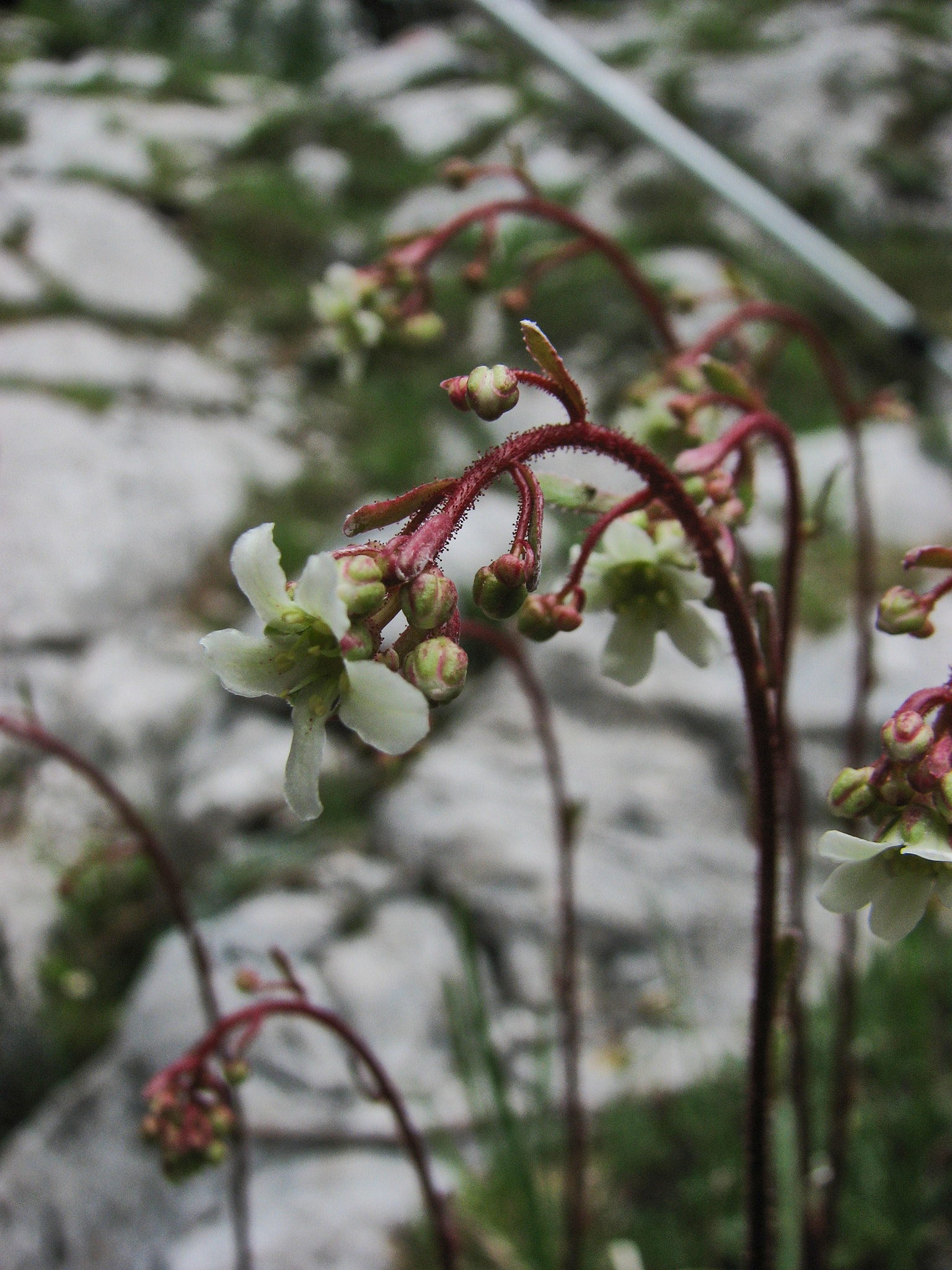 Silverbräcka (<em>Saxifraga paniculata</em>)