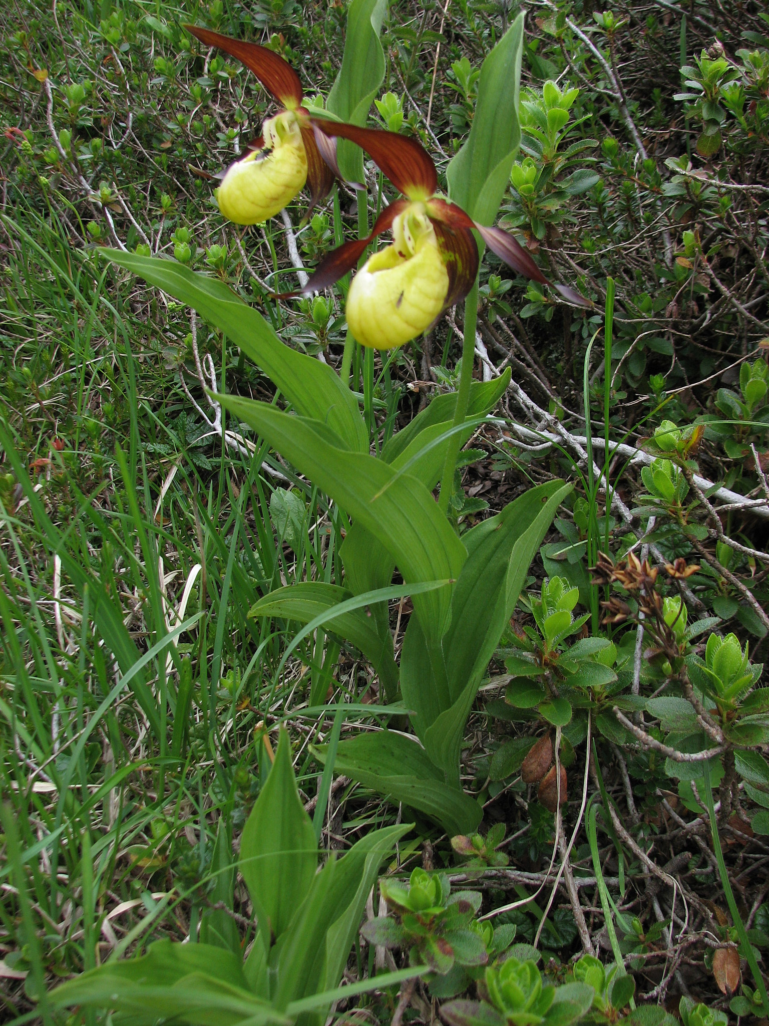 Guckusko (<em>Cypripedium calceolus</em>)