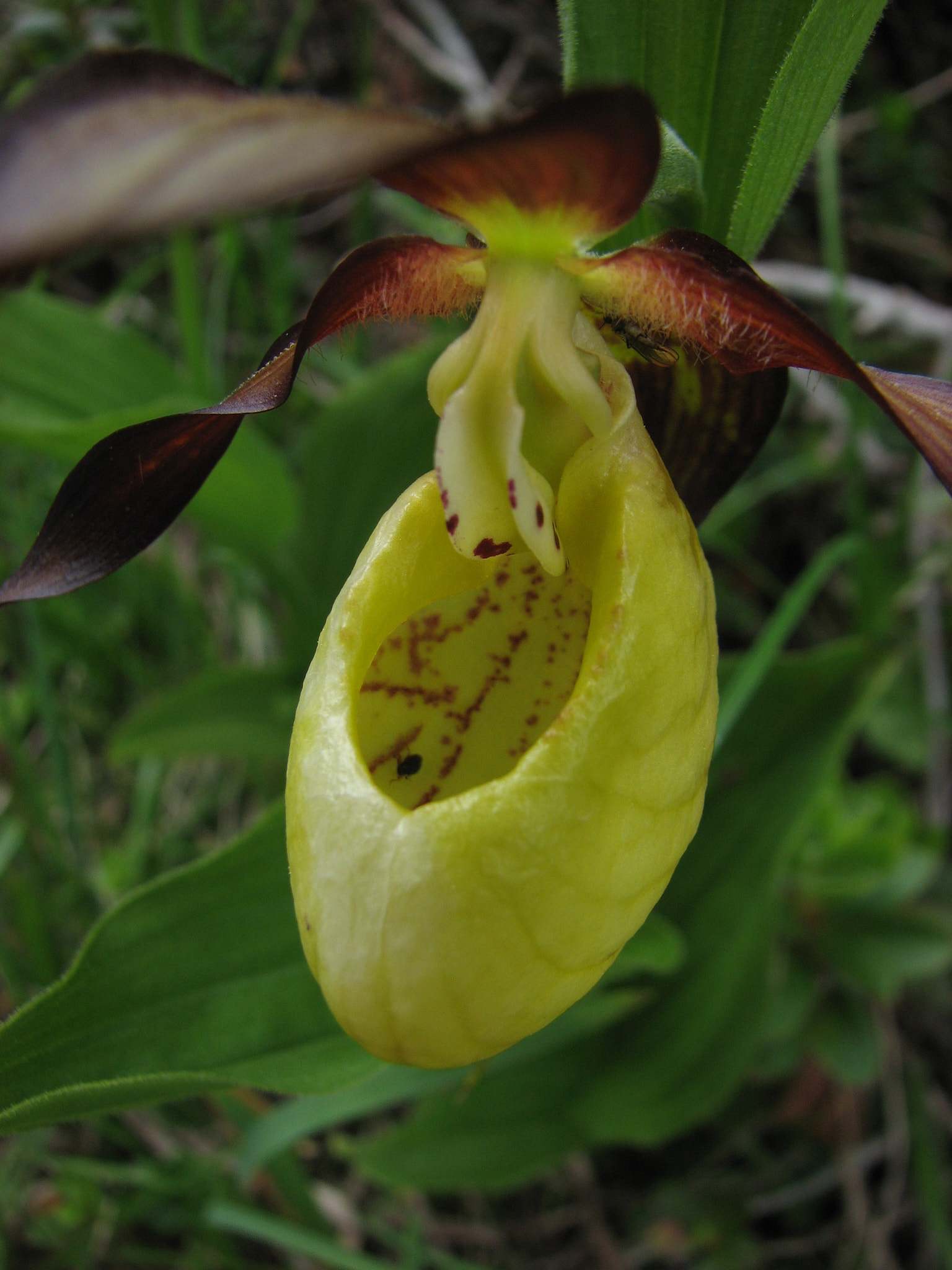 Guckusko (<em>Cypripedium calceolus</em>)