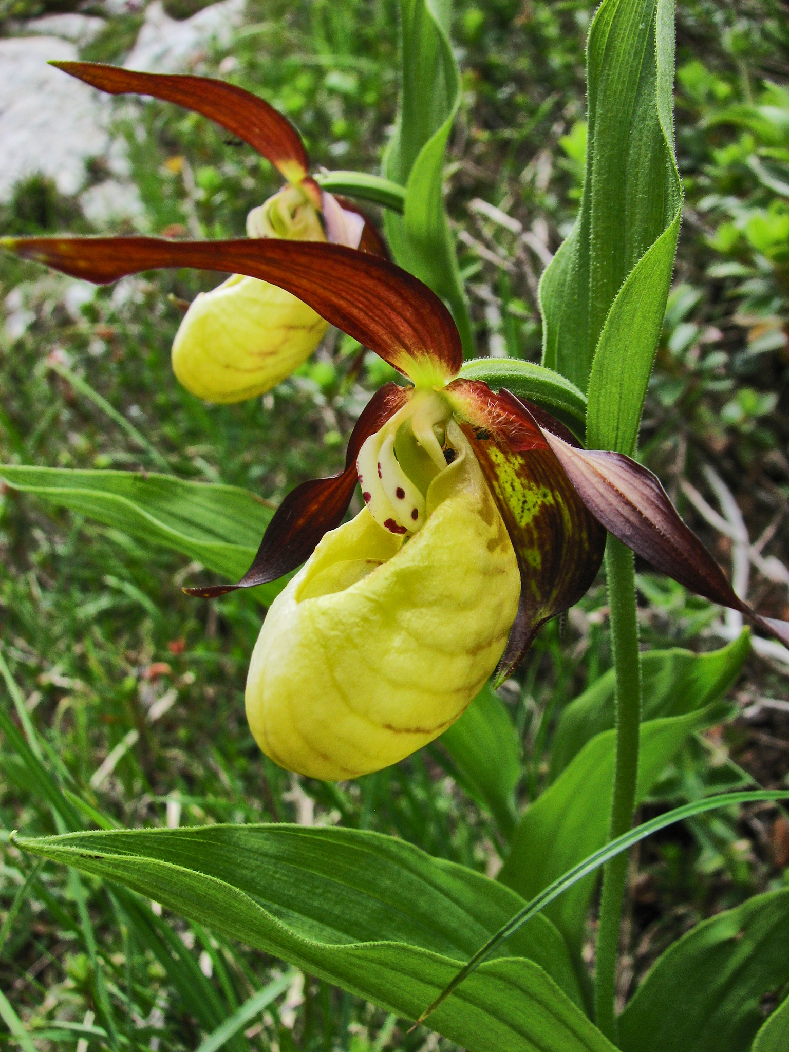 Guckusko (<em>Cypripedium calceolus</em>)