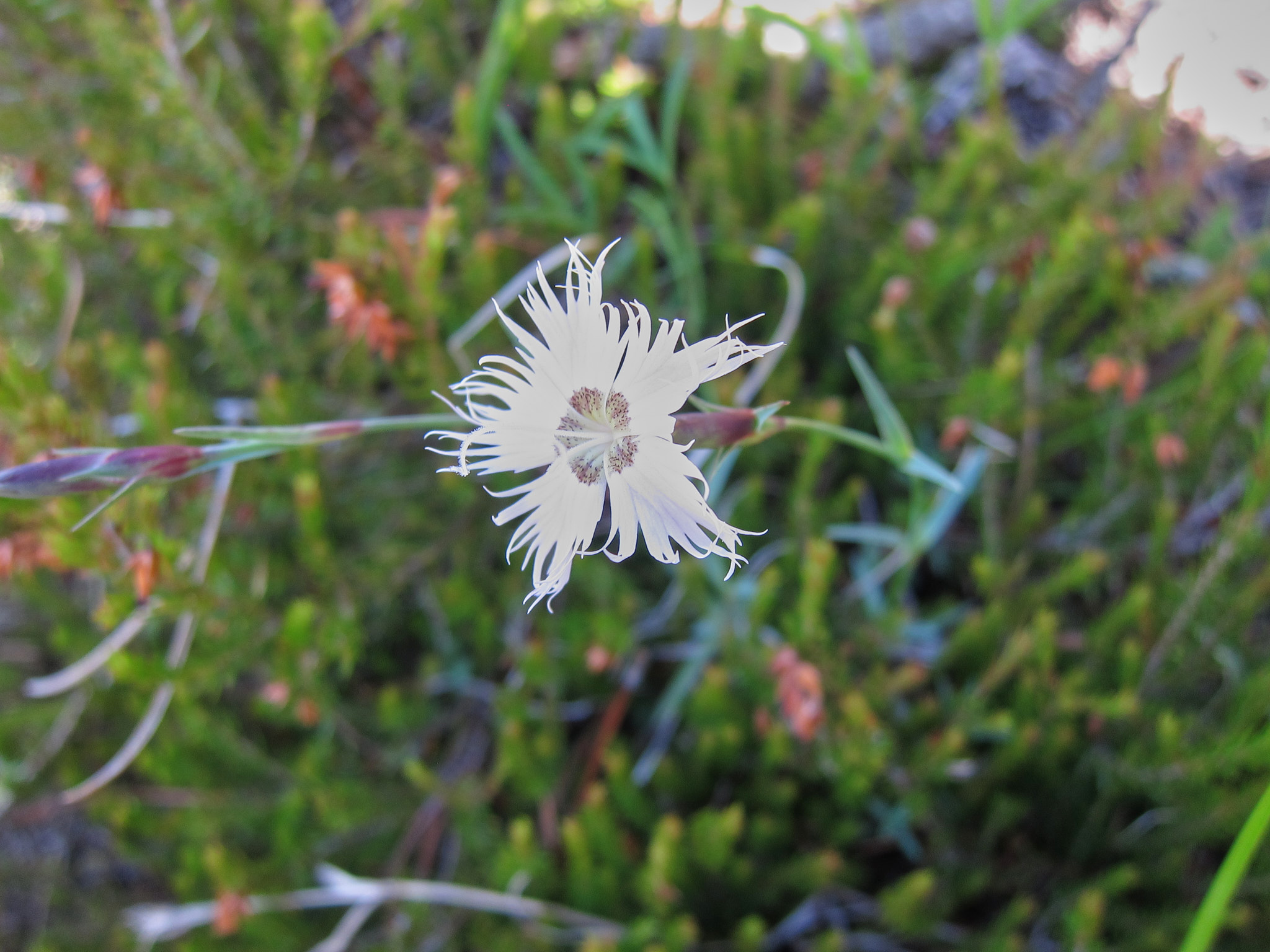 Sandnejlika (<em>Dianthus arenarius</em>)