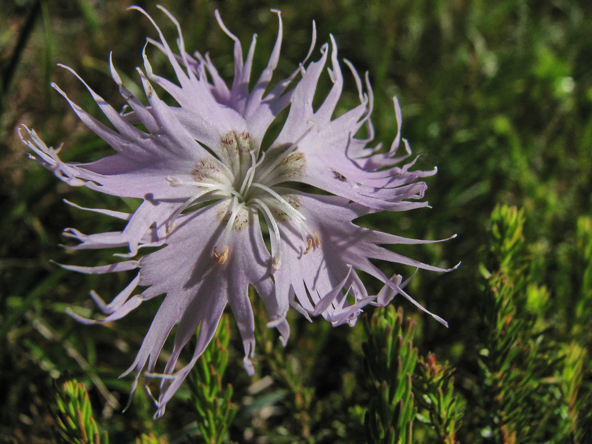 Sandnejlika (<em>Dianthus arenarius</em>)