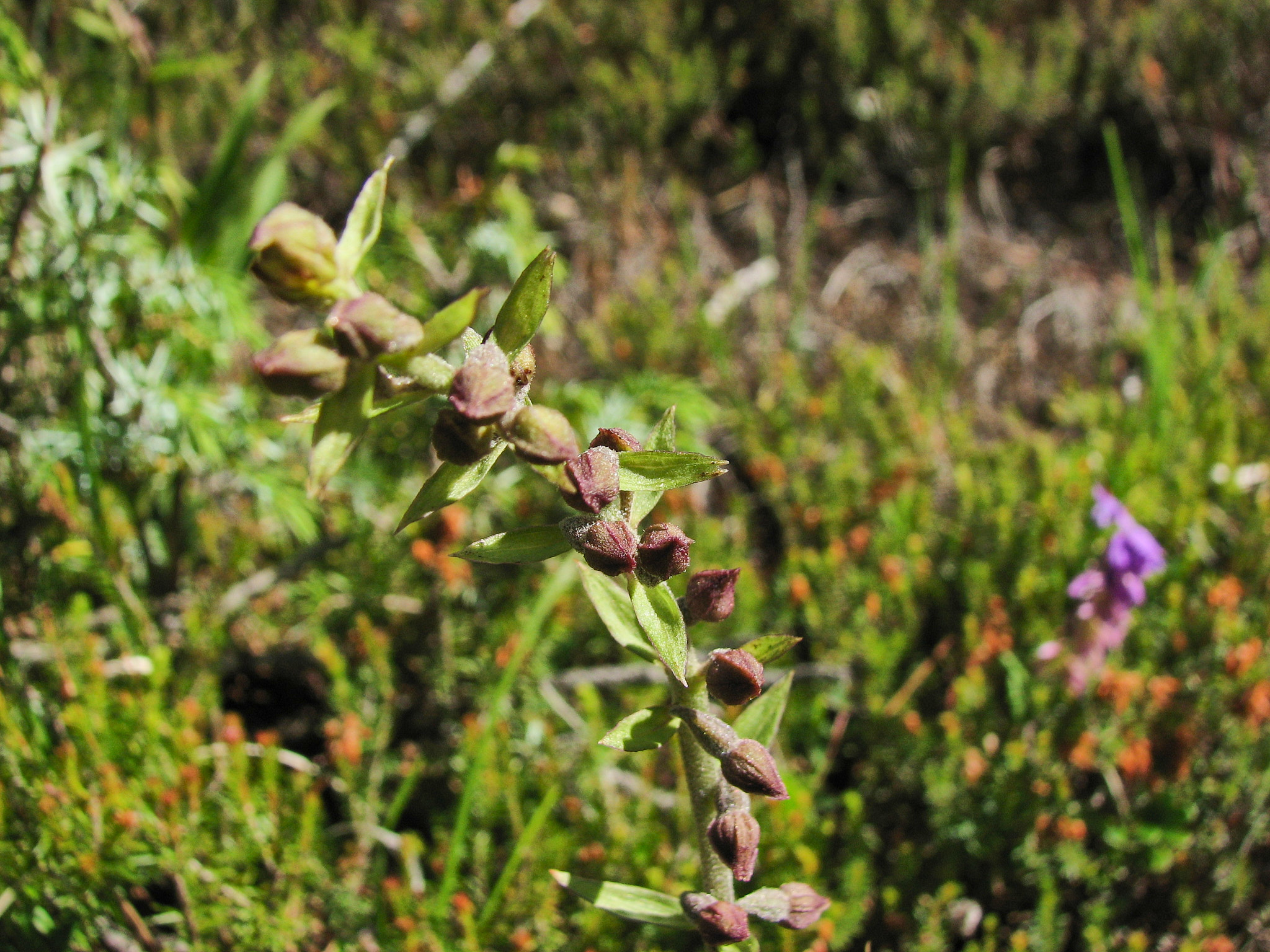 Purpurknipprot (<em>Epipactis atrorubens</em>)