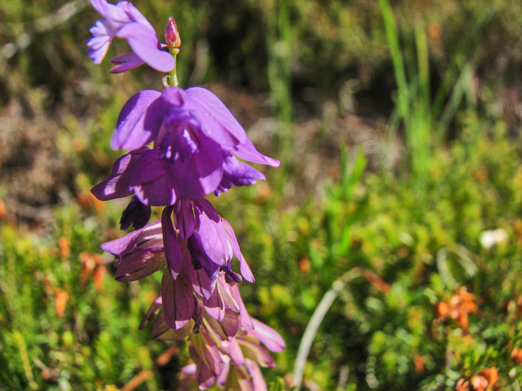 Toppjungfrulin (<em>Polygala comosa</em>)