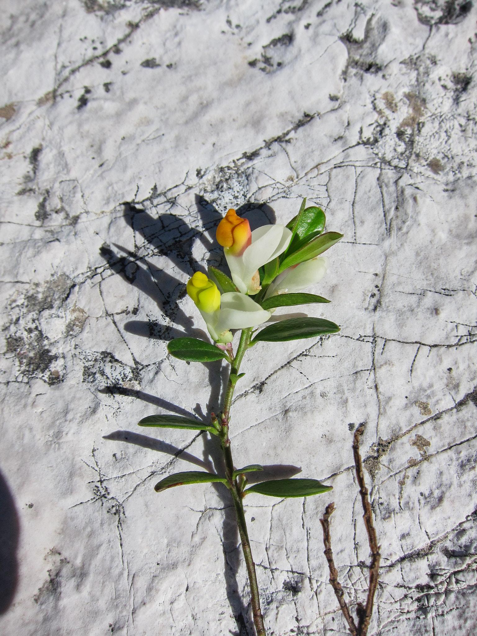 Vår Herres strumpor (<em>Polygala chamaebuxus</em>)