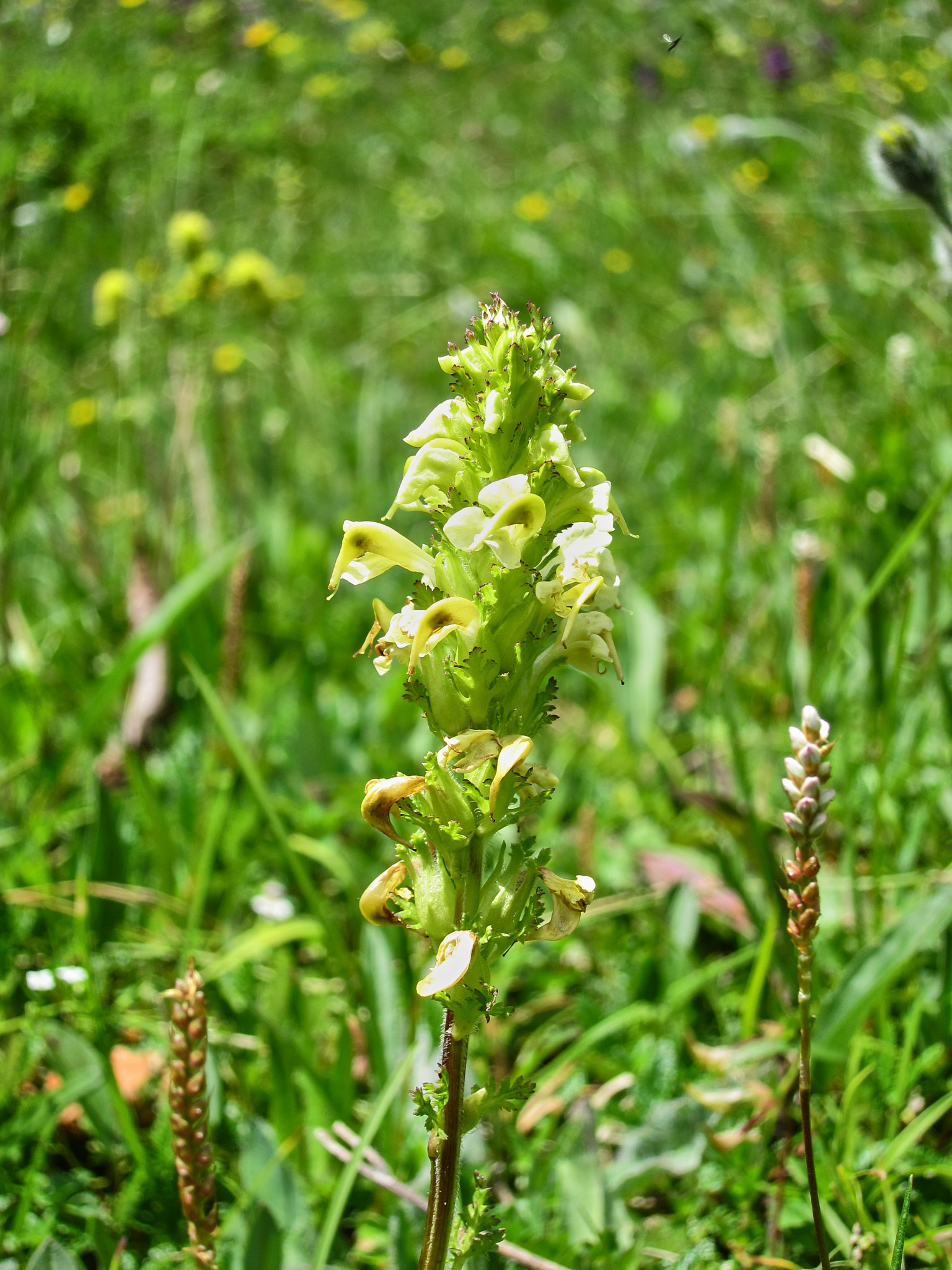 <em>Pedicularis tuberosa</em>