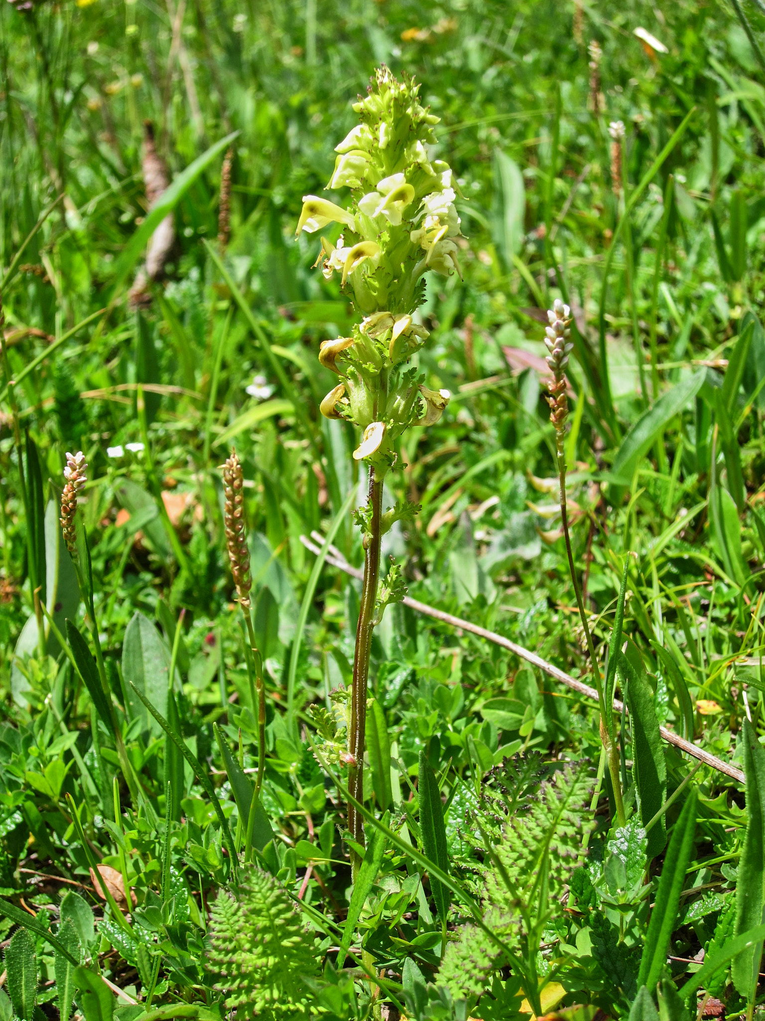 <em>Pedicularis tuberosa</em>