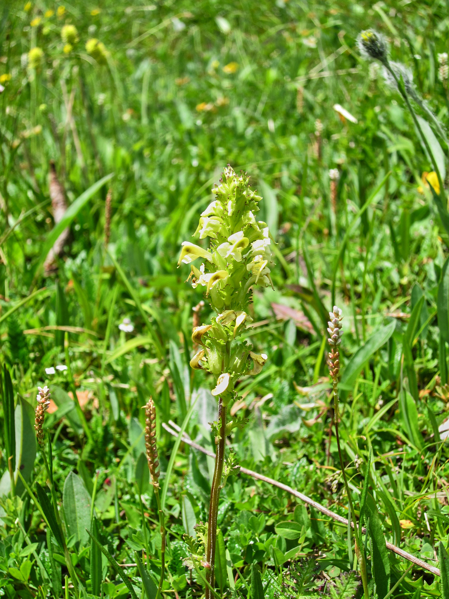 <em>Pedicularis tuberosa</em>