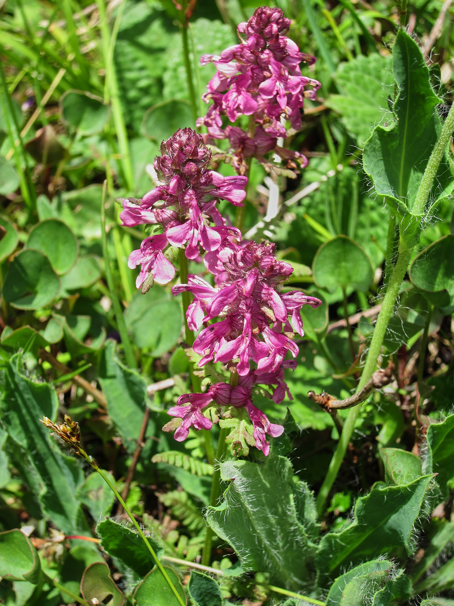 <em>Pedicularis verticillata</em>