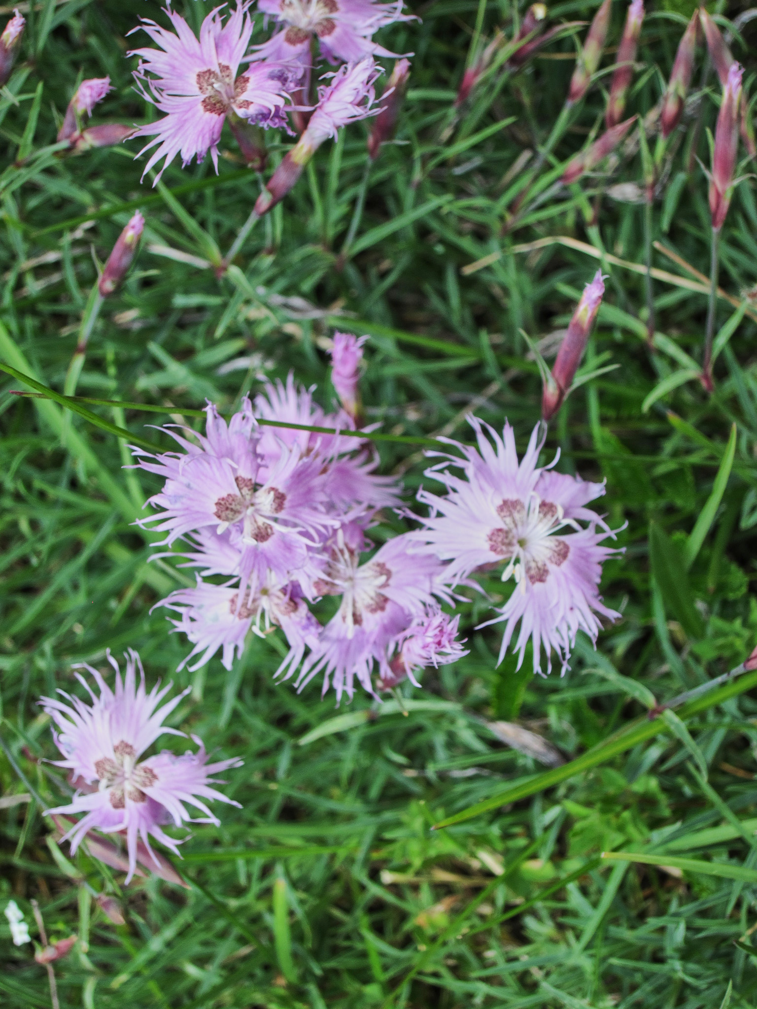 Sandnejlika (<em>Dianthus arenarius</em>)