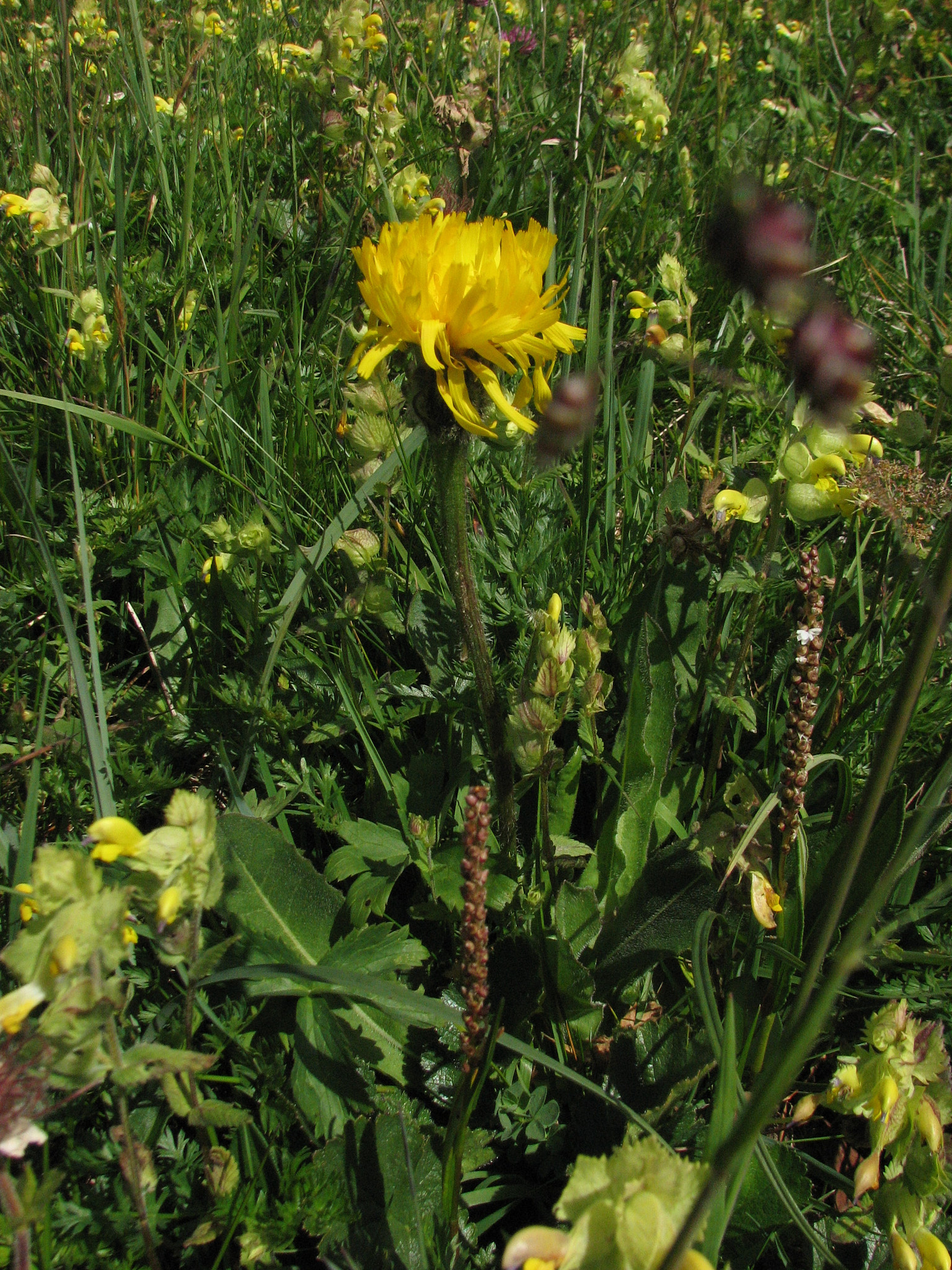 Tjockfibbla (<em>Hypochaeris uniflora</em>)