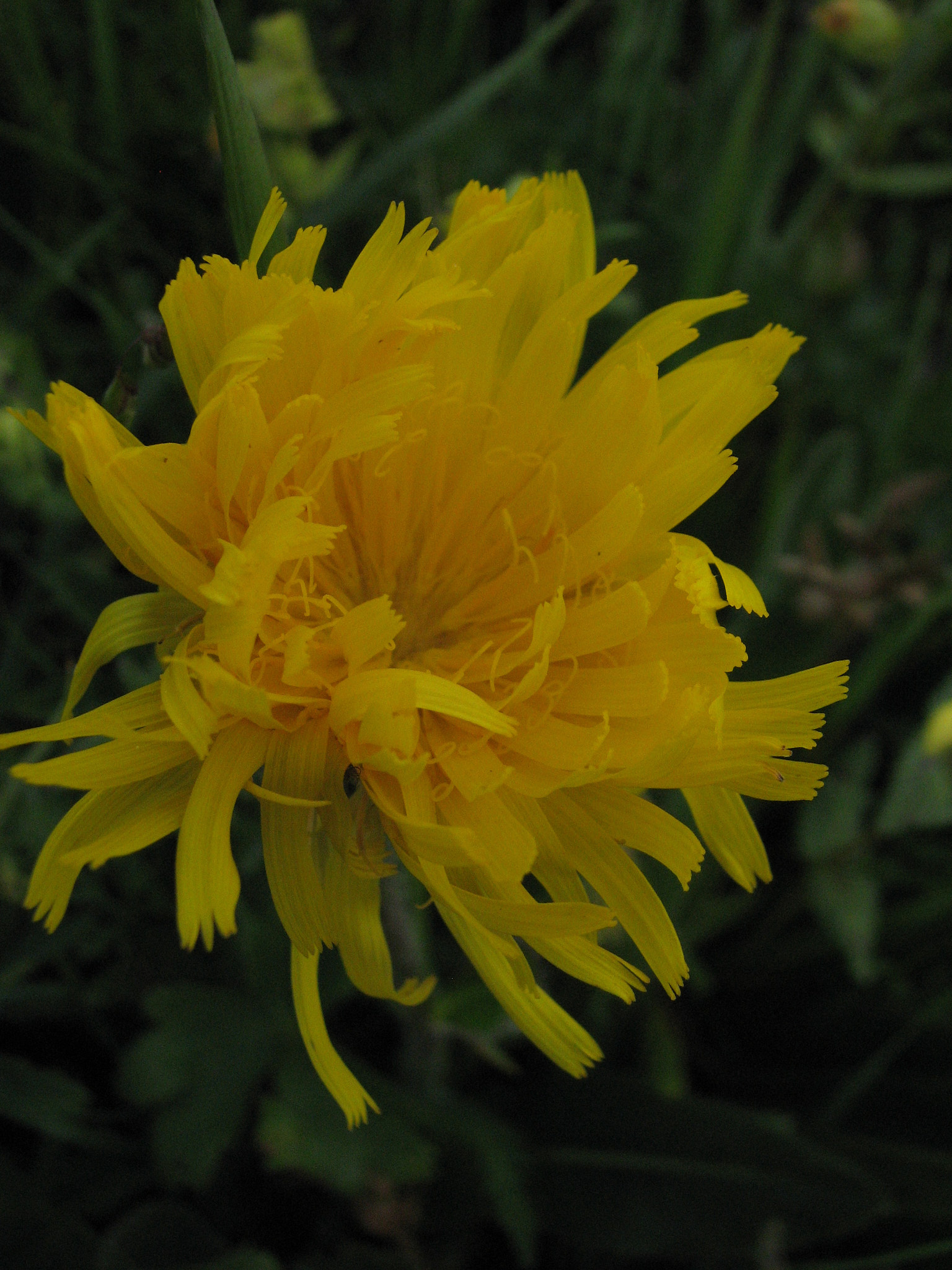 Tjockfibbla (<em>Hypochaeris uniflora</em>)