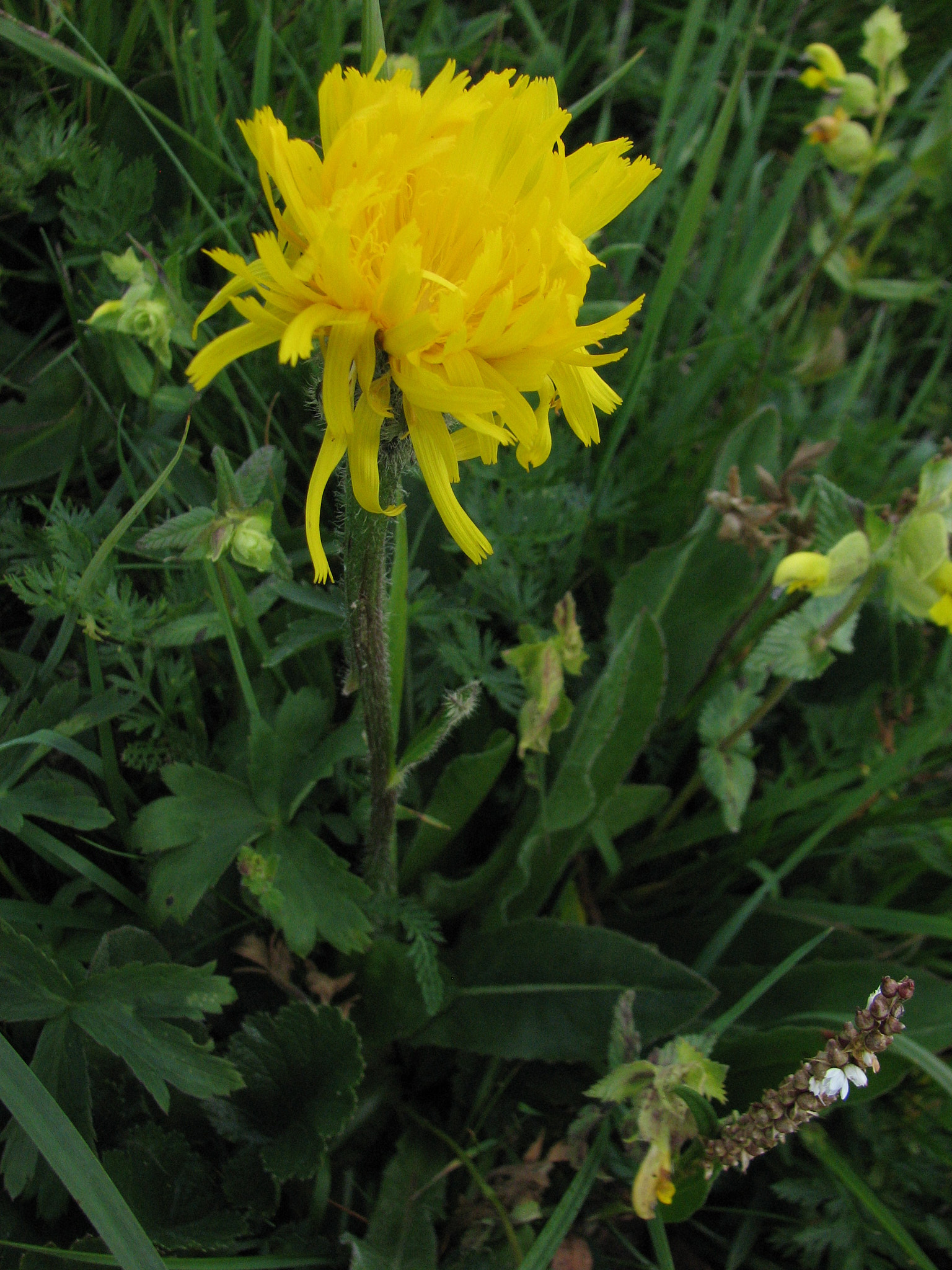 Tjockfibbla (<em>Hypochaeris uniflora</em>)