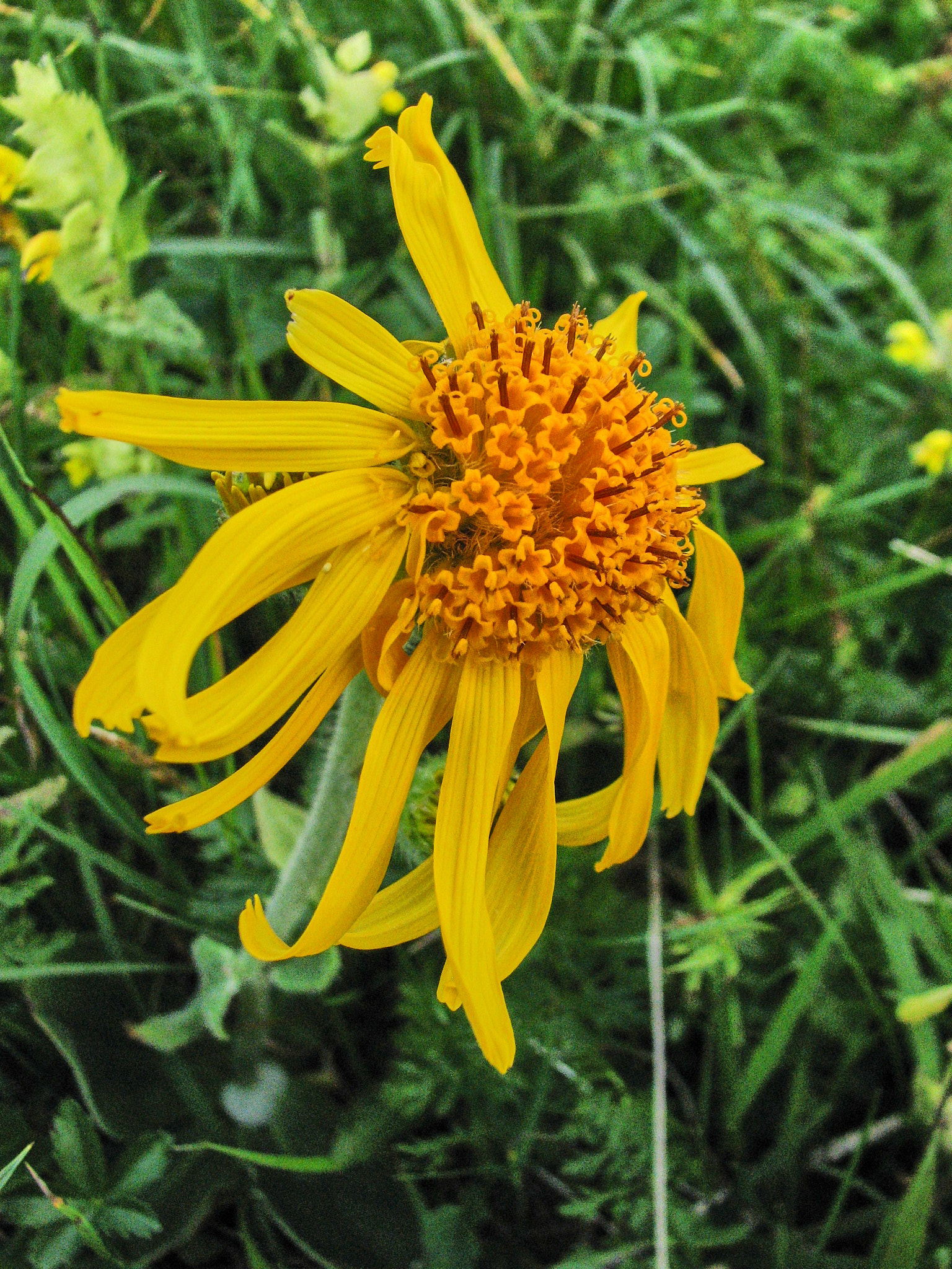 Slåttergubbe (<em>Arnica montana</em>)