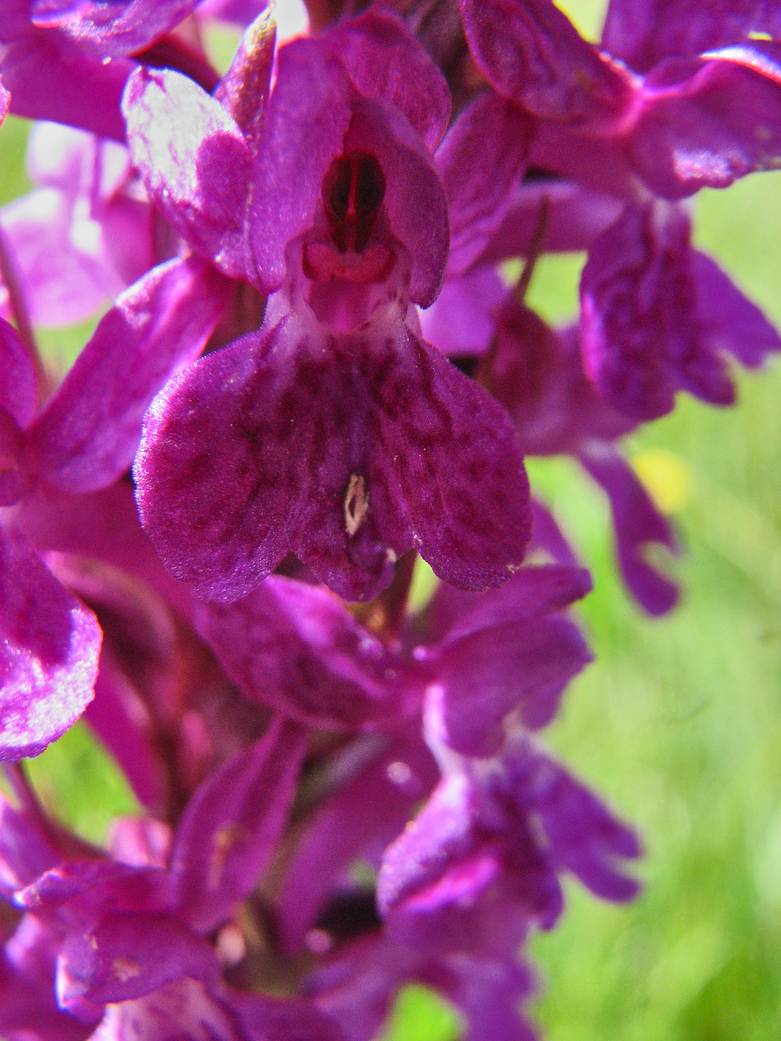 Majnycklar (<em>Dactylorhiza majalis</em>)