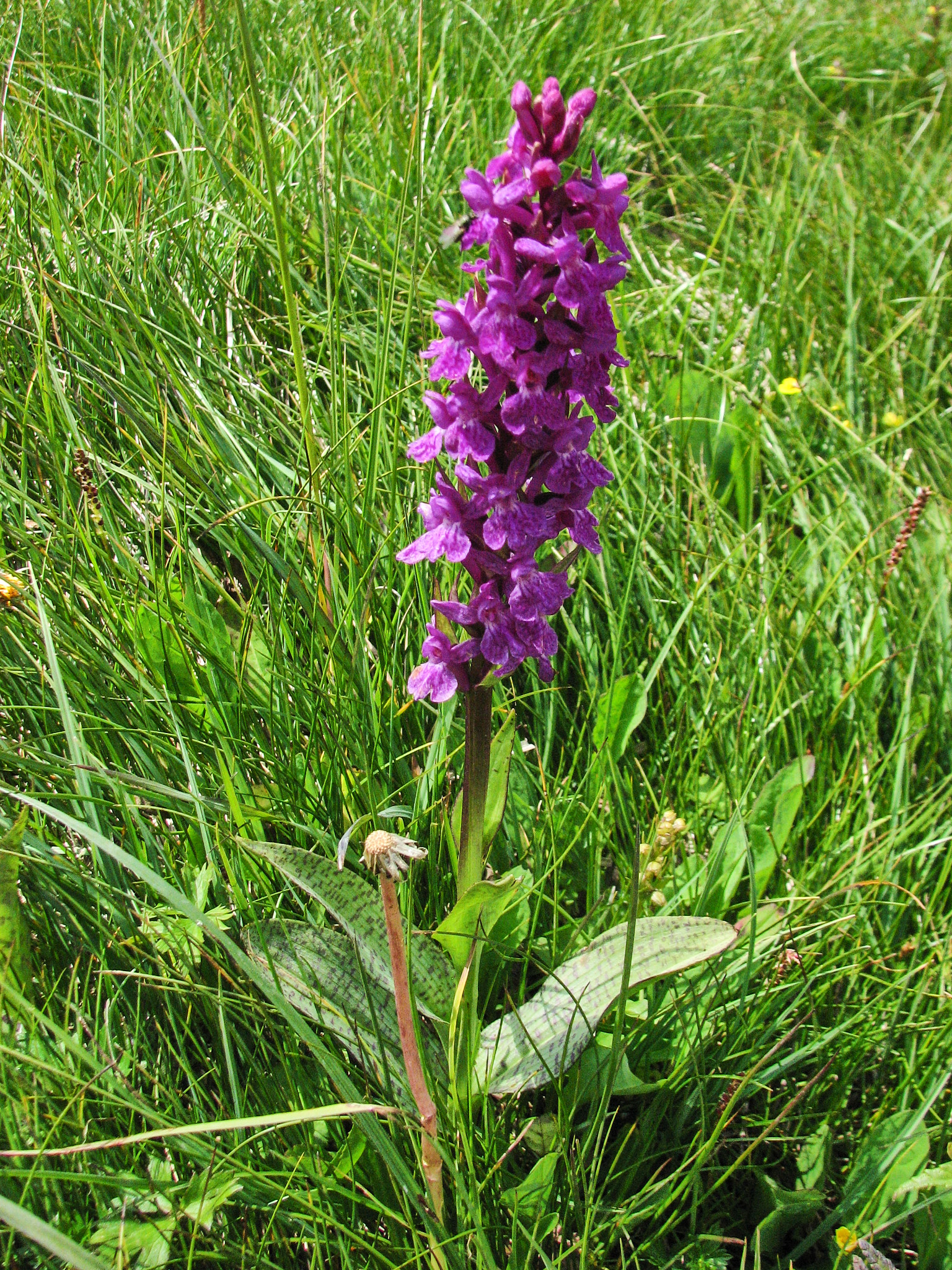 Majnycklar (<em>Dactylorhiza majalis</em>)