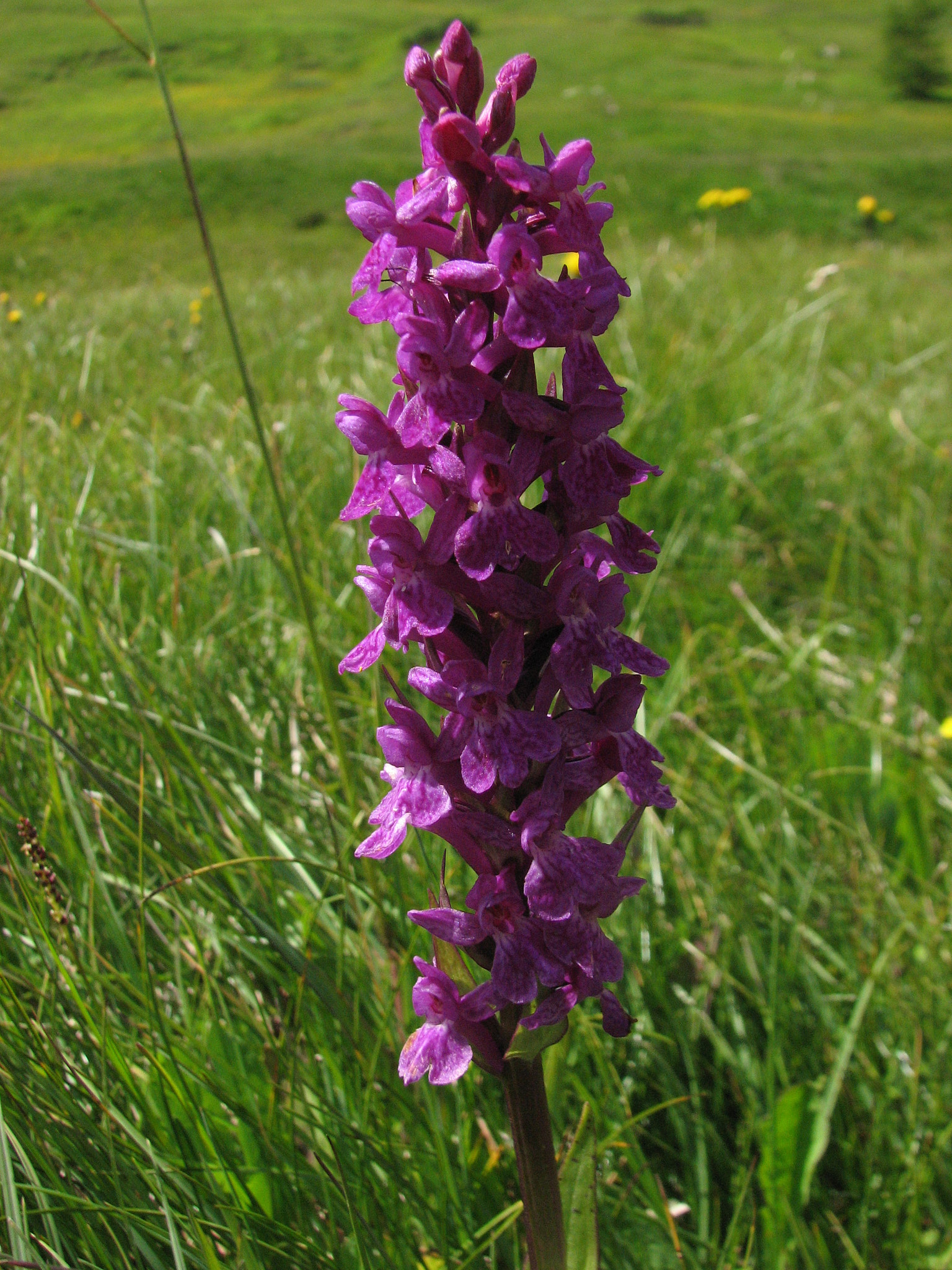 Majnycklar (<em>Dactylorhiza majalis</em>)