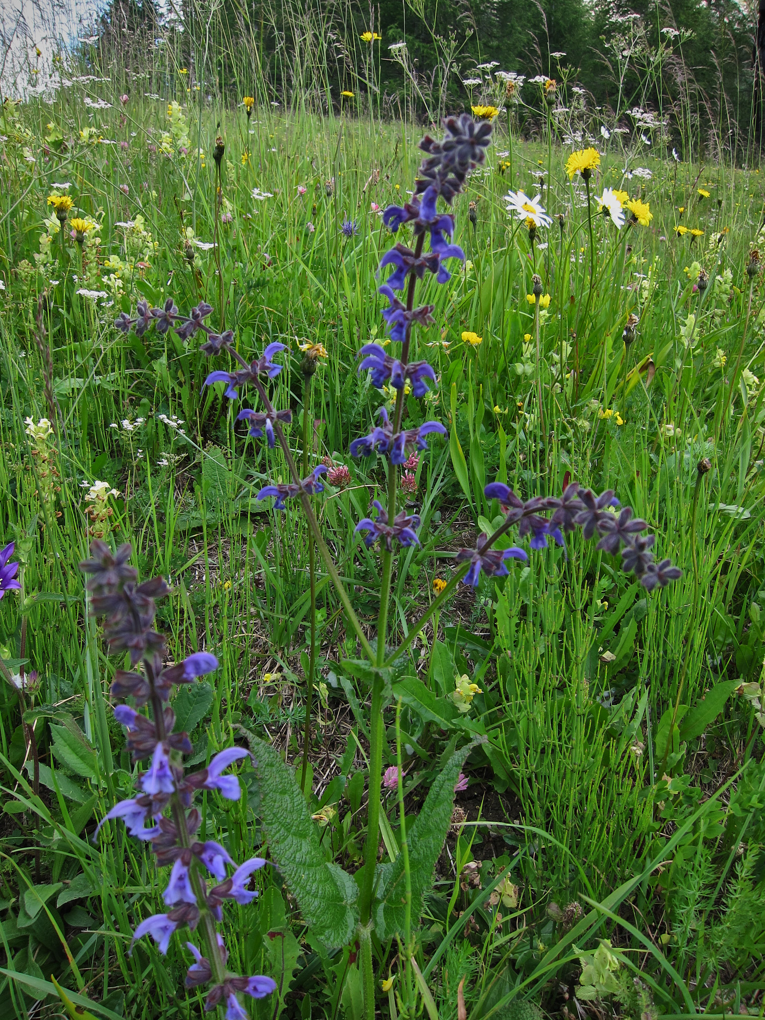 Ängssalvia (<em>Salvia pratensis</em>)