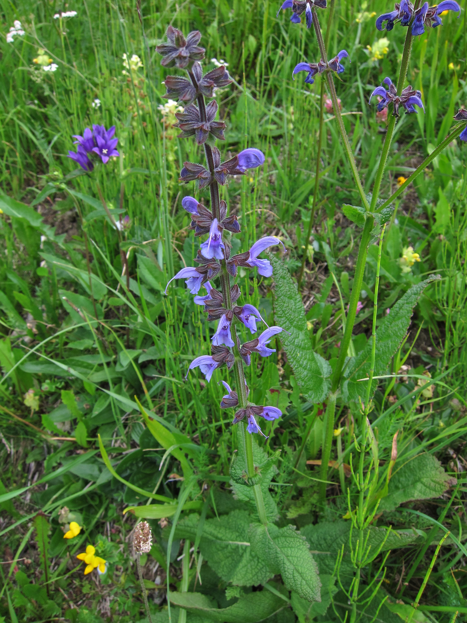 Steppsalvia (<em>Salvia nemorosa</em>)