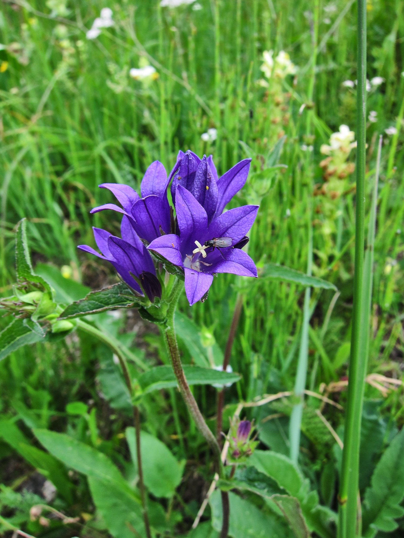 Toppklocka (<em>Campanula glomerata</em>)