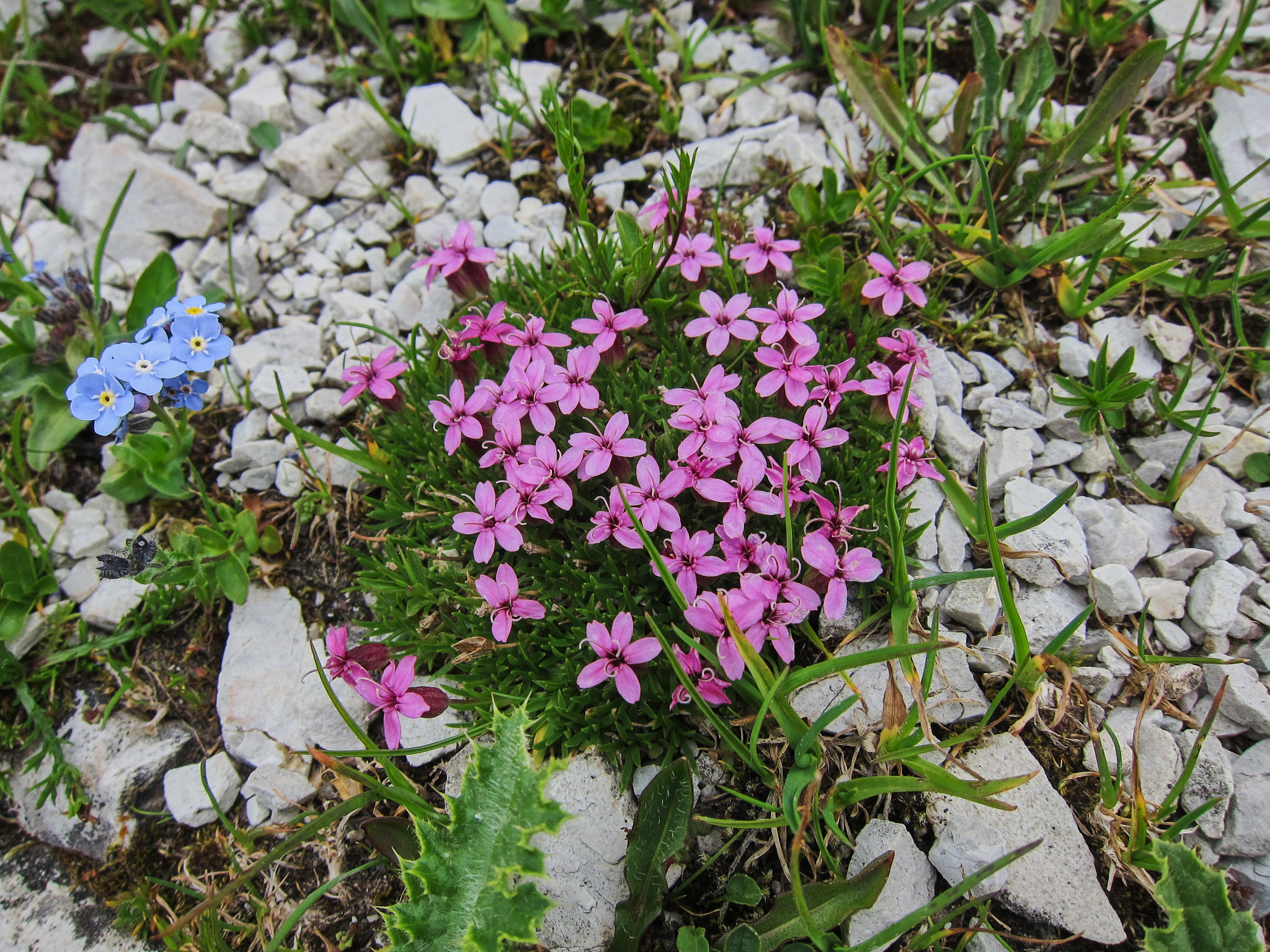 Fjällglim (<em>Silene acaulis</em>)