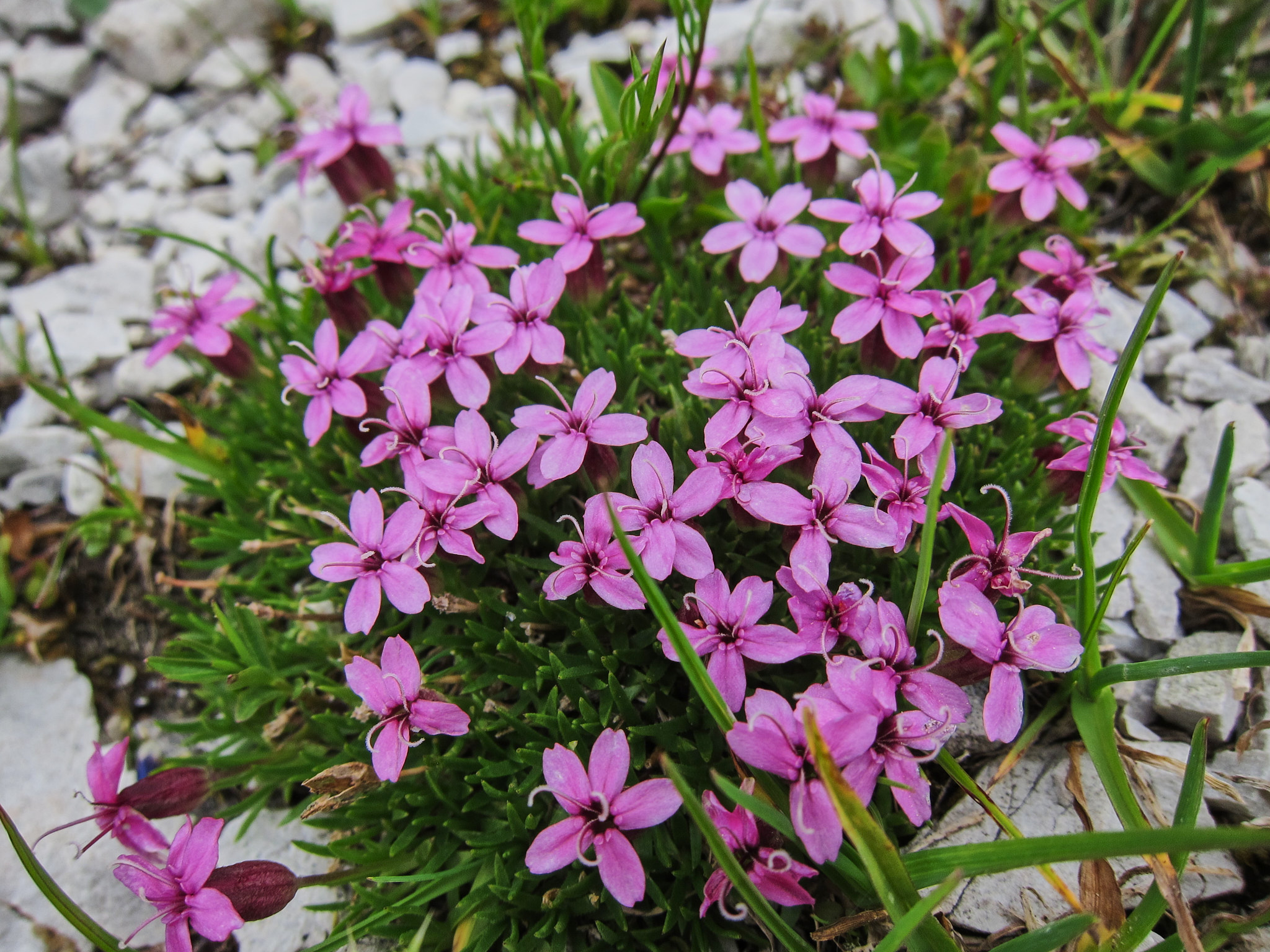 Fjällglim (<em>Silene acaulis</em>)