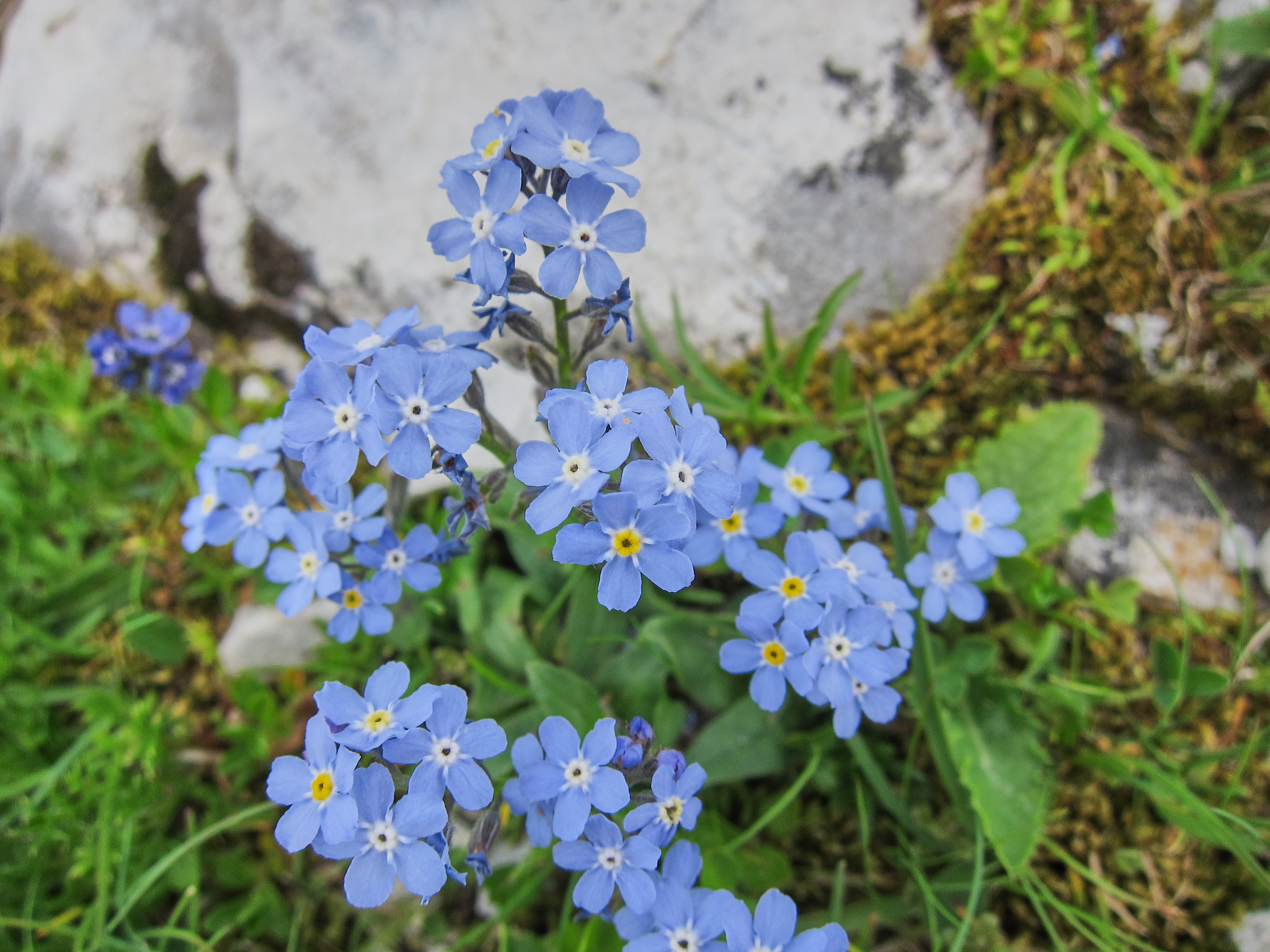 Alpförgätmigej (<em>Myosotis Alpestris</em>)