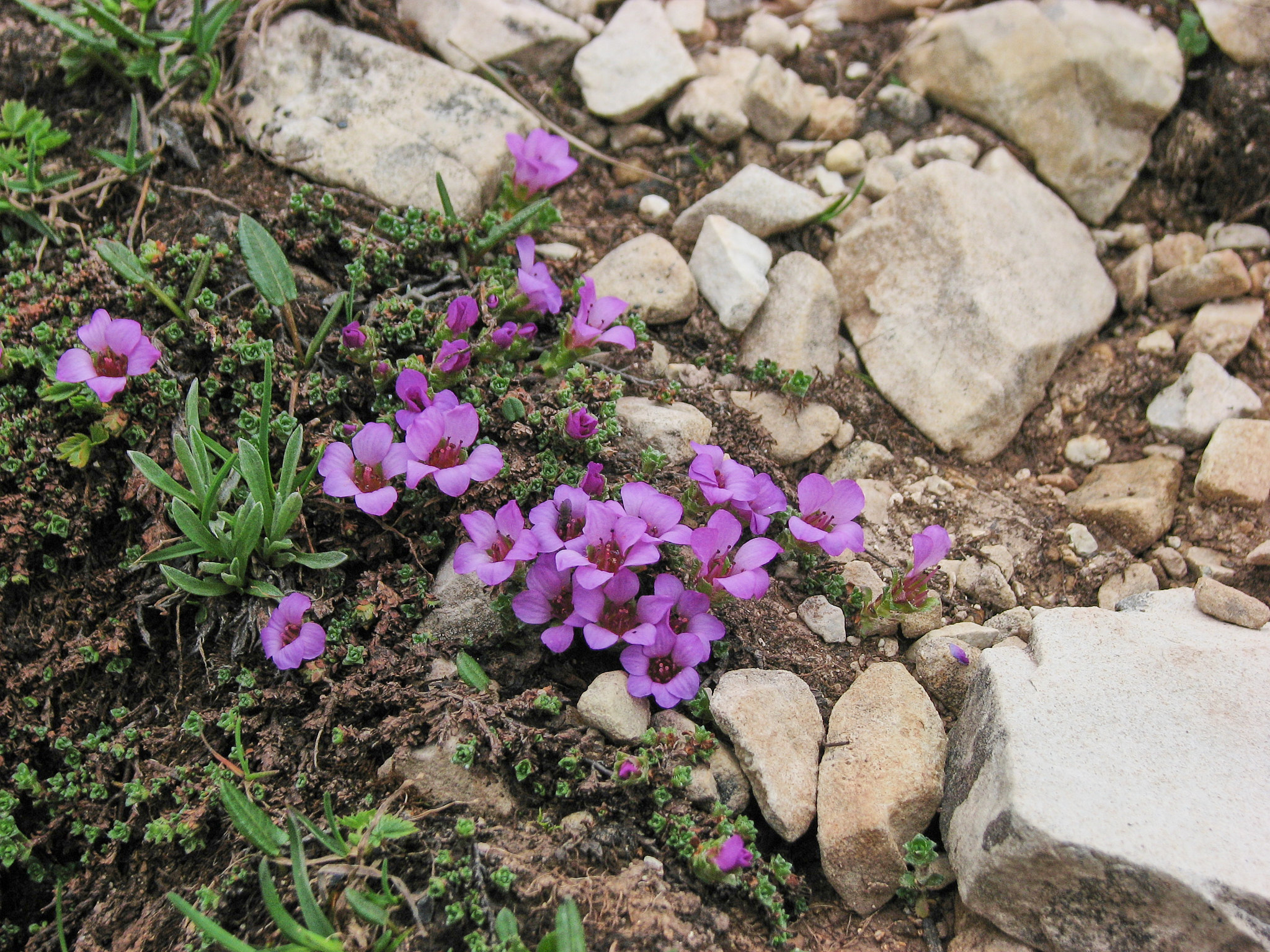 Purpurbräcka (<em>Saxifraga oppositifolia</em>)