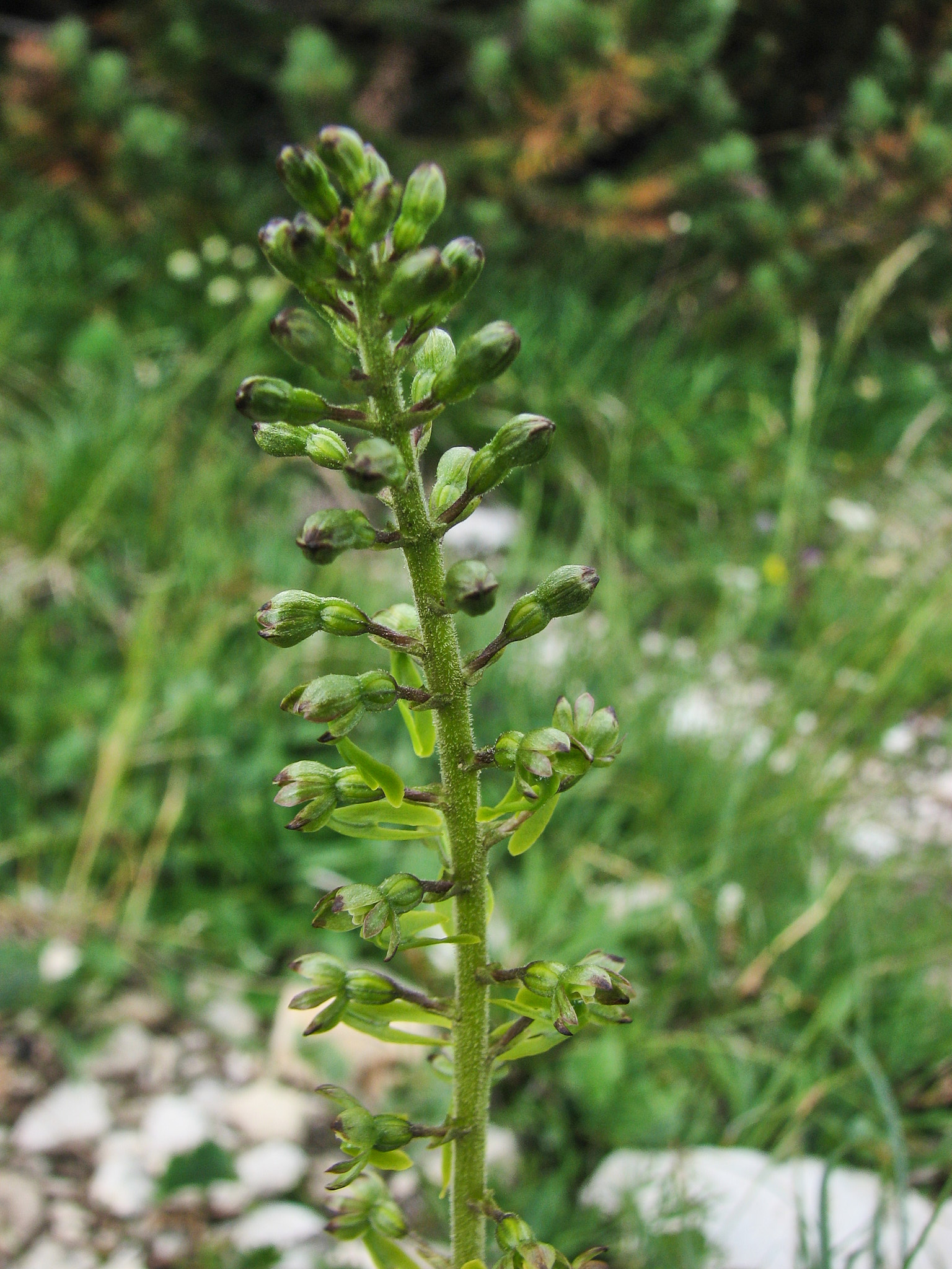 Tvåblad (<em>Neottia ovata</em>)