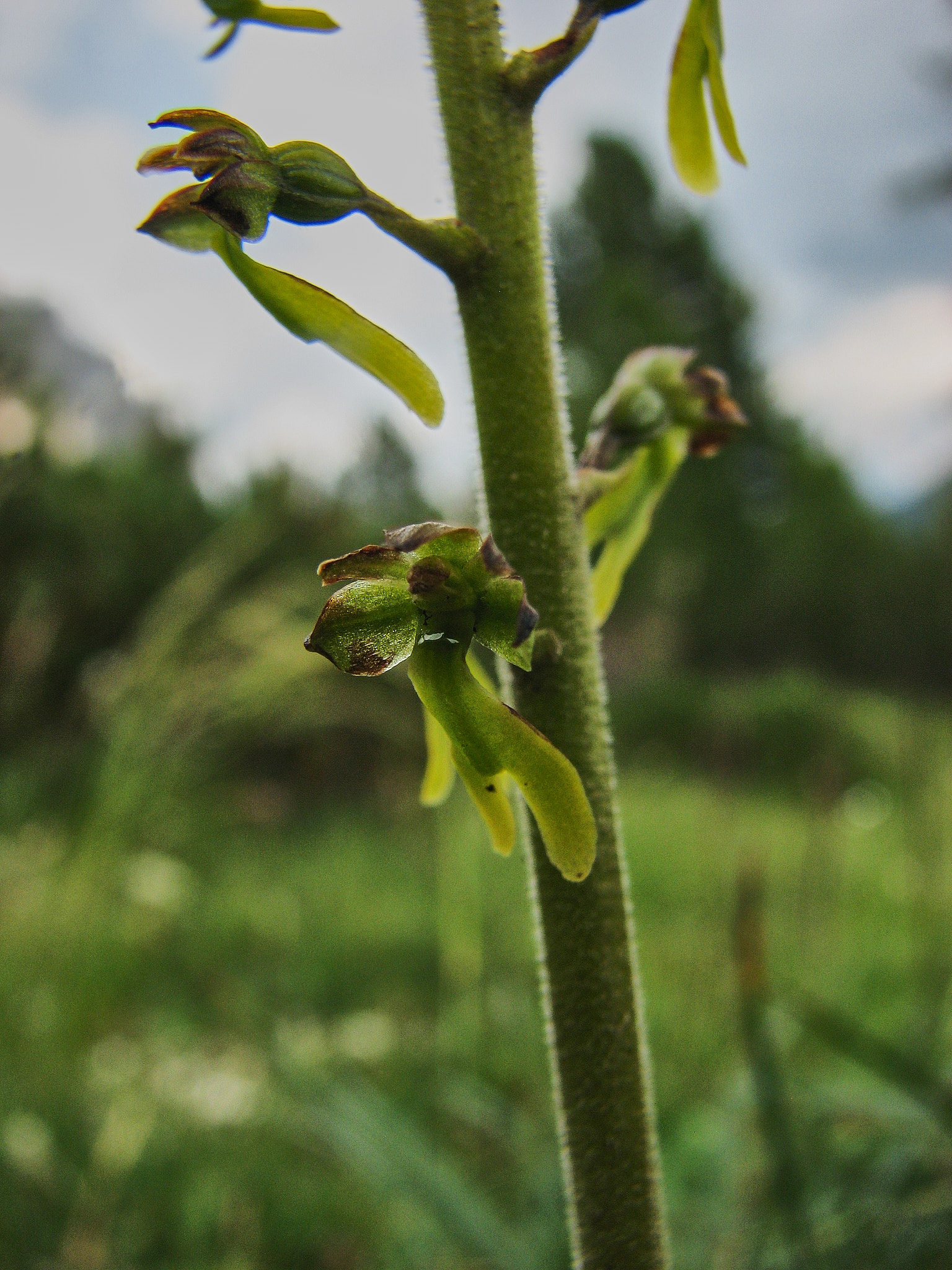 Tvåblad (<em>Neottia ovata</em>)