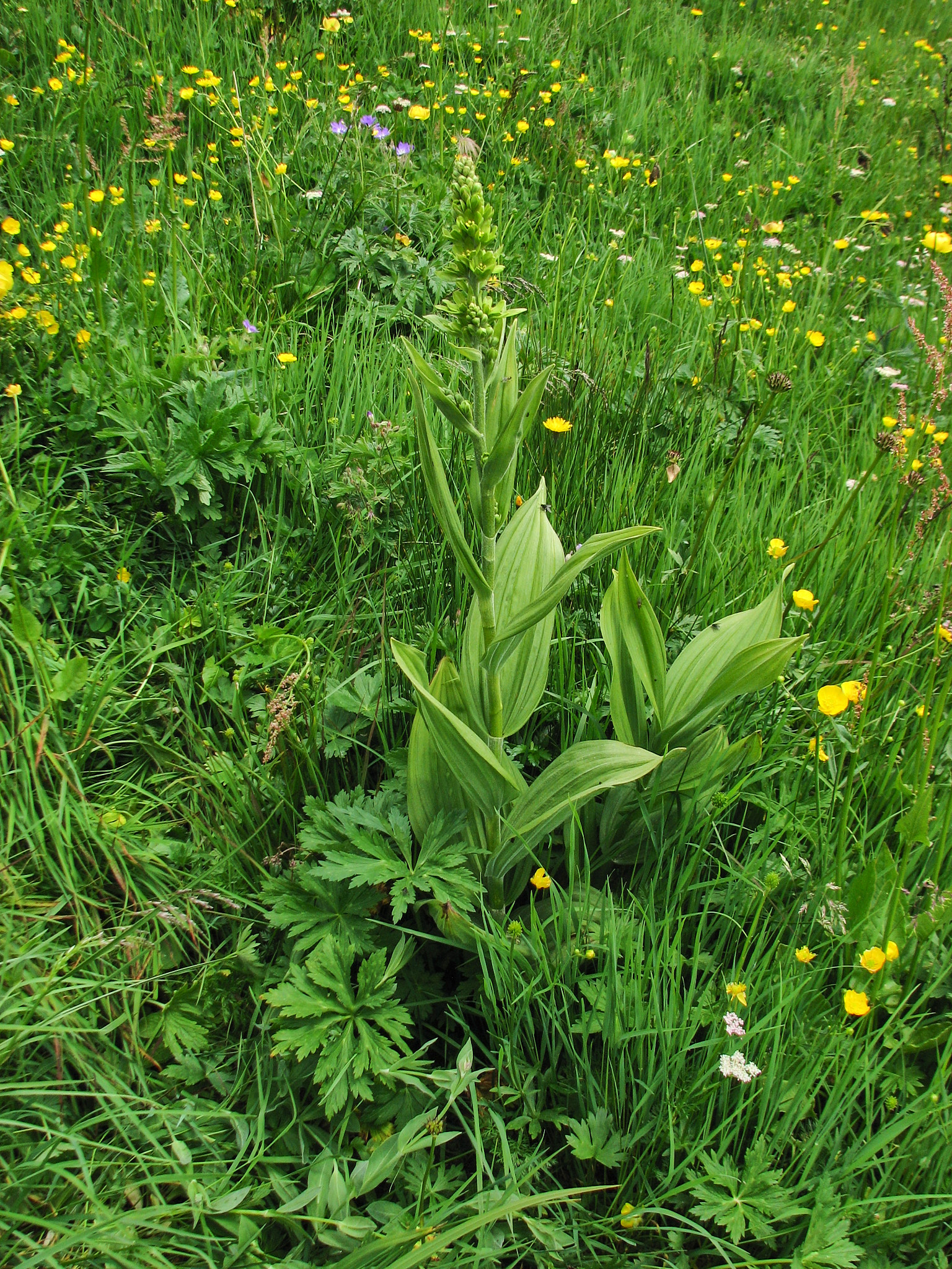 Vit nysrot (<em>Veratrum album</em>)