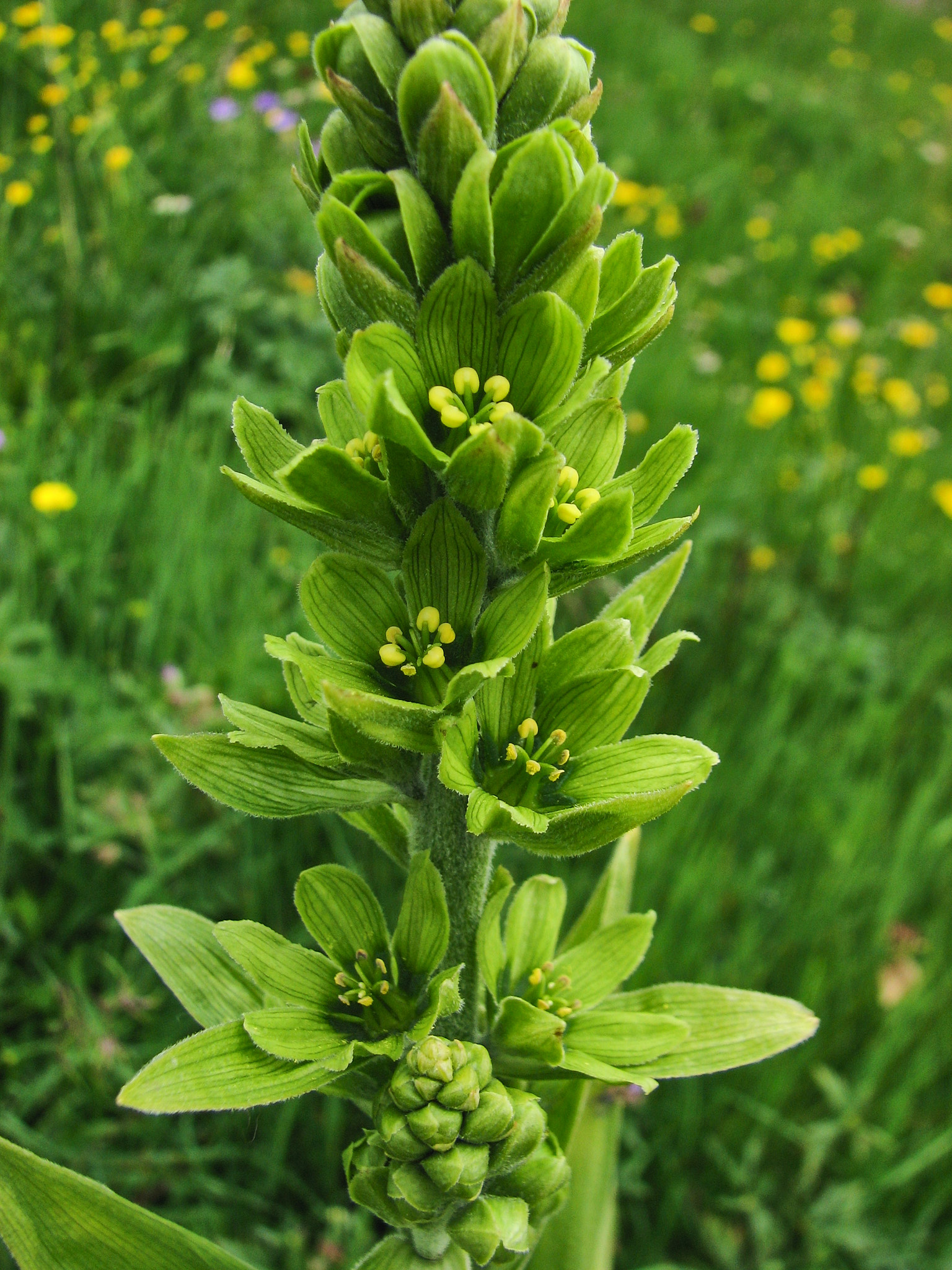 Vit nysrot (<em>Veratrum album</em>)