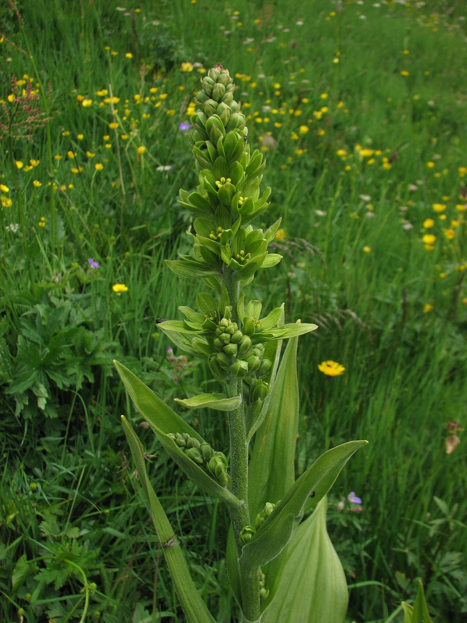 Vit nysrot (<em>Veratrum album</em>)