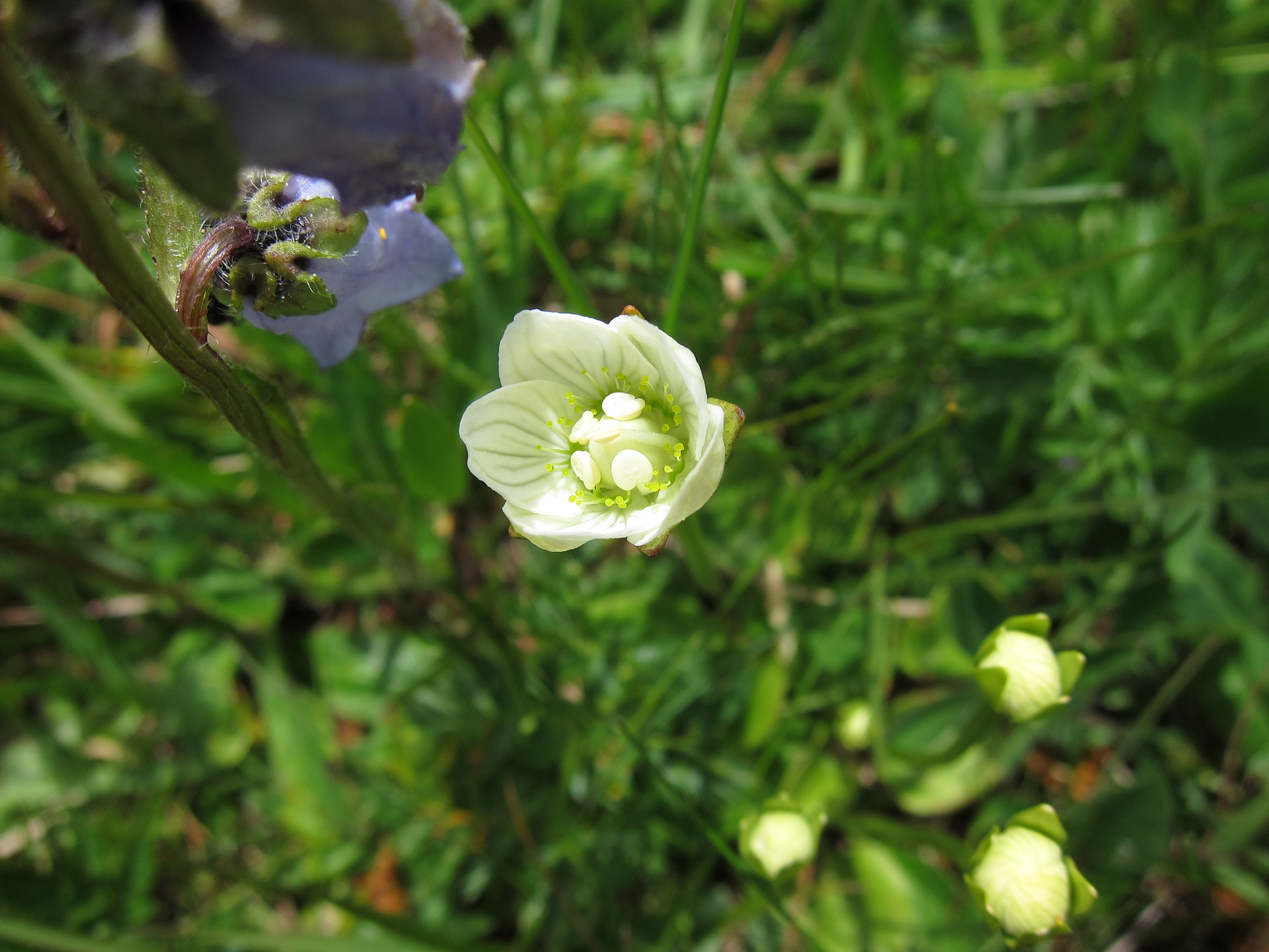 Slåtterblomma (<em>Parnassia palustris</em>)