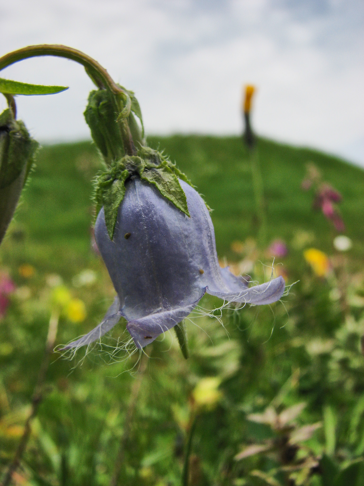 Skäggklocka (<em>Campanula barbata</em>)