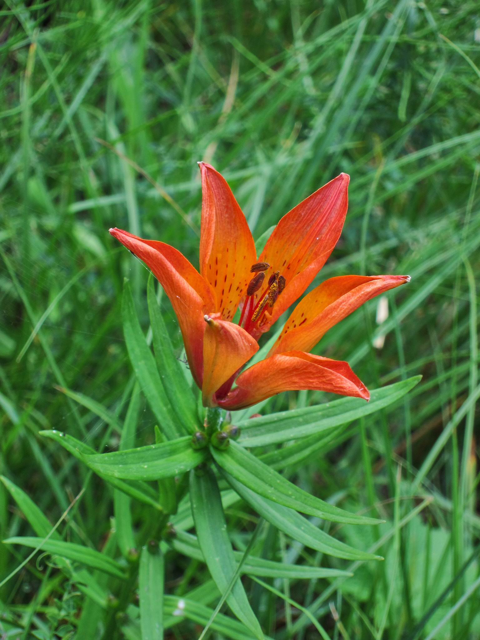 Brandlilja (<em>Lilium bulbiferum</em>)