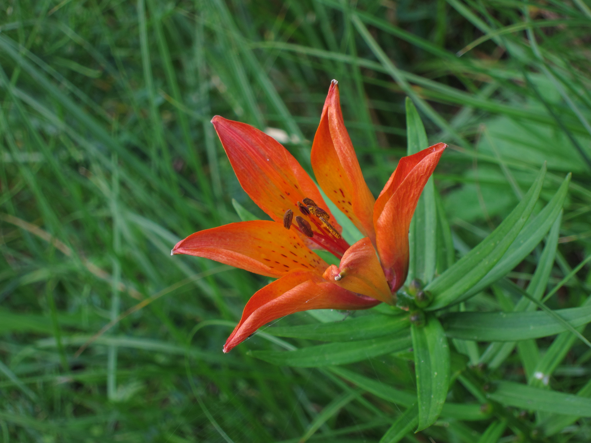 Brandlilja (<em>Lilium bulbiferum</em>)