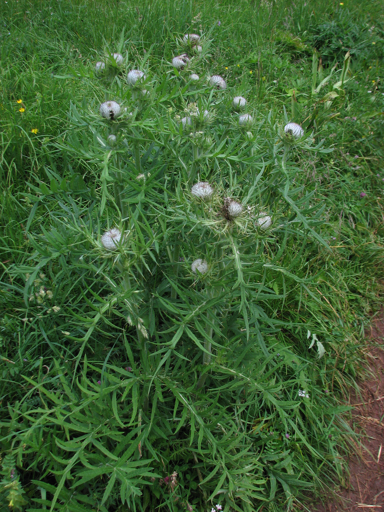 Klottistel (<em>Cirsium eriophorum</em>)