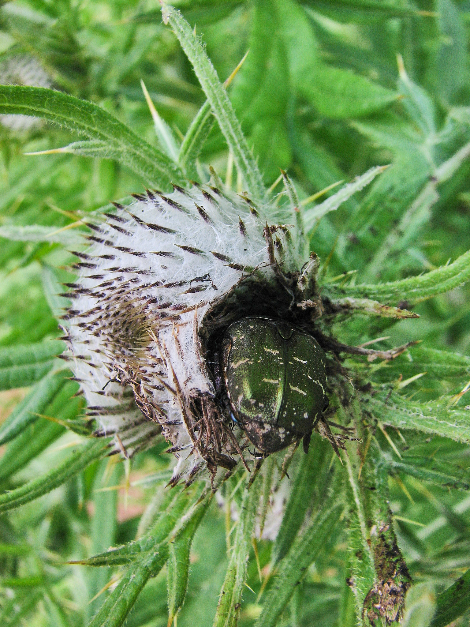 Klottistel (<em>Cirsium eriophorum</em>)