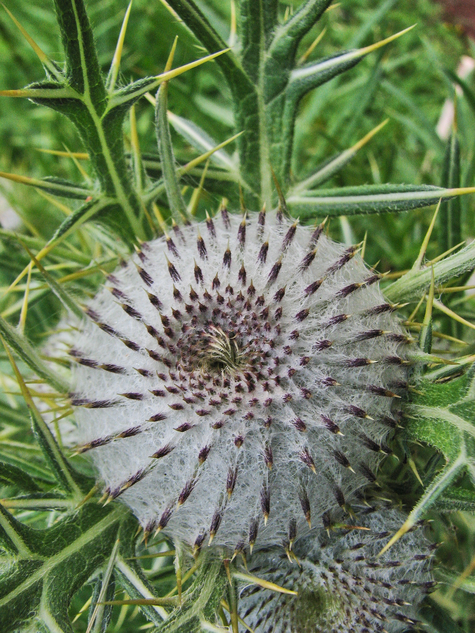 Klottistel (<em>Cirsium eriophorum</em>)