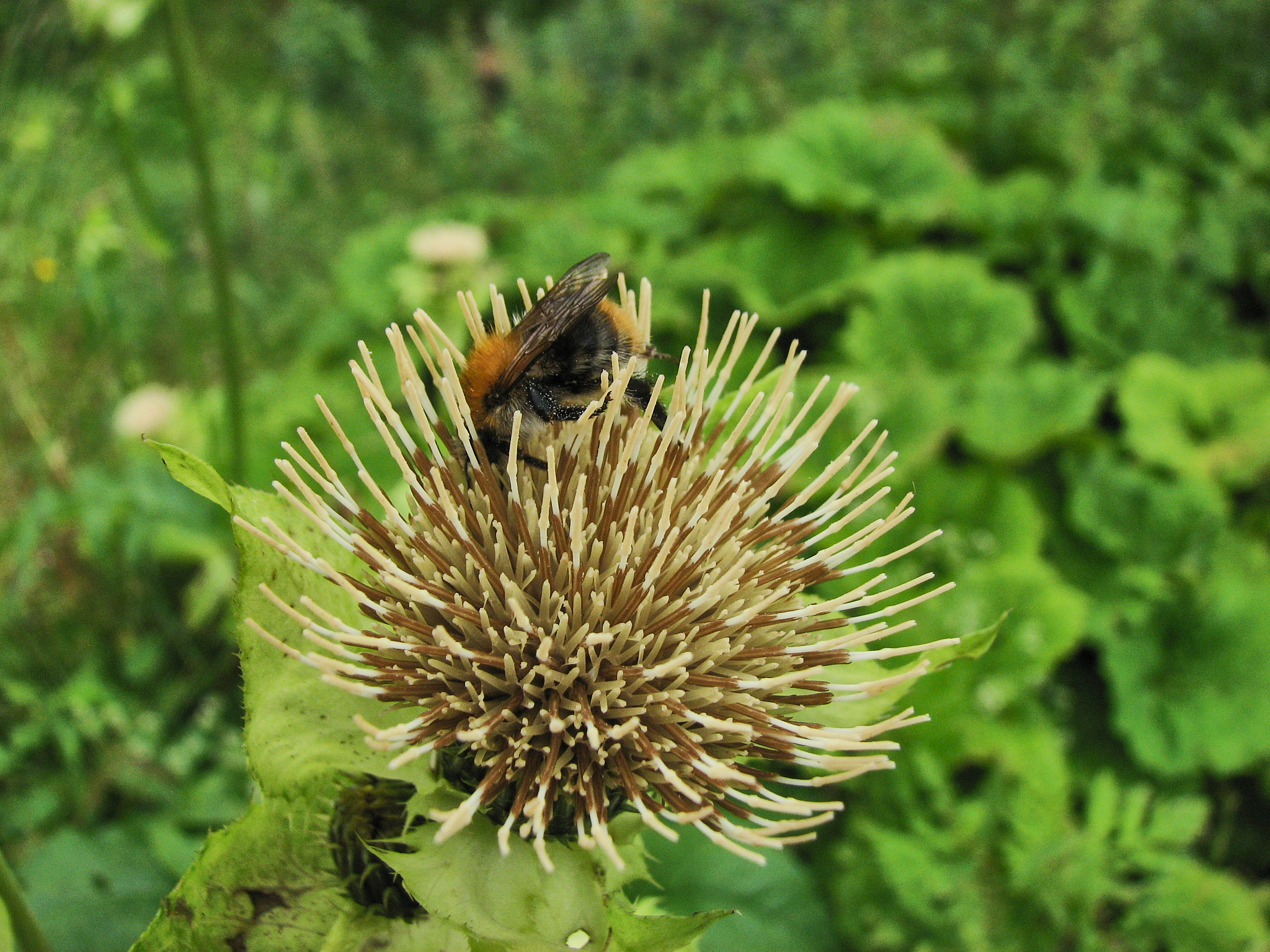 Kåltistel (<em>Cirsium oleraceum</em>)