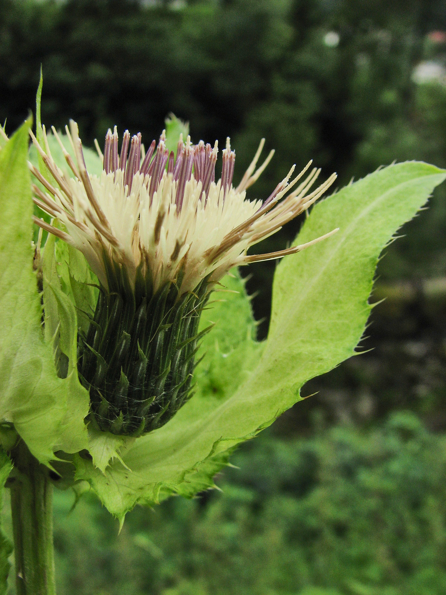 Kåltistel (<em>Cirsium oleraceum</em>)