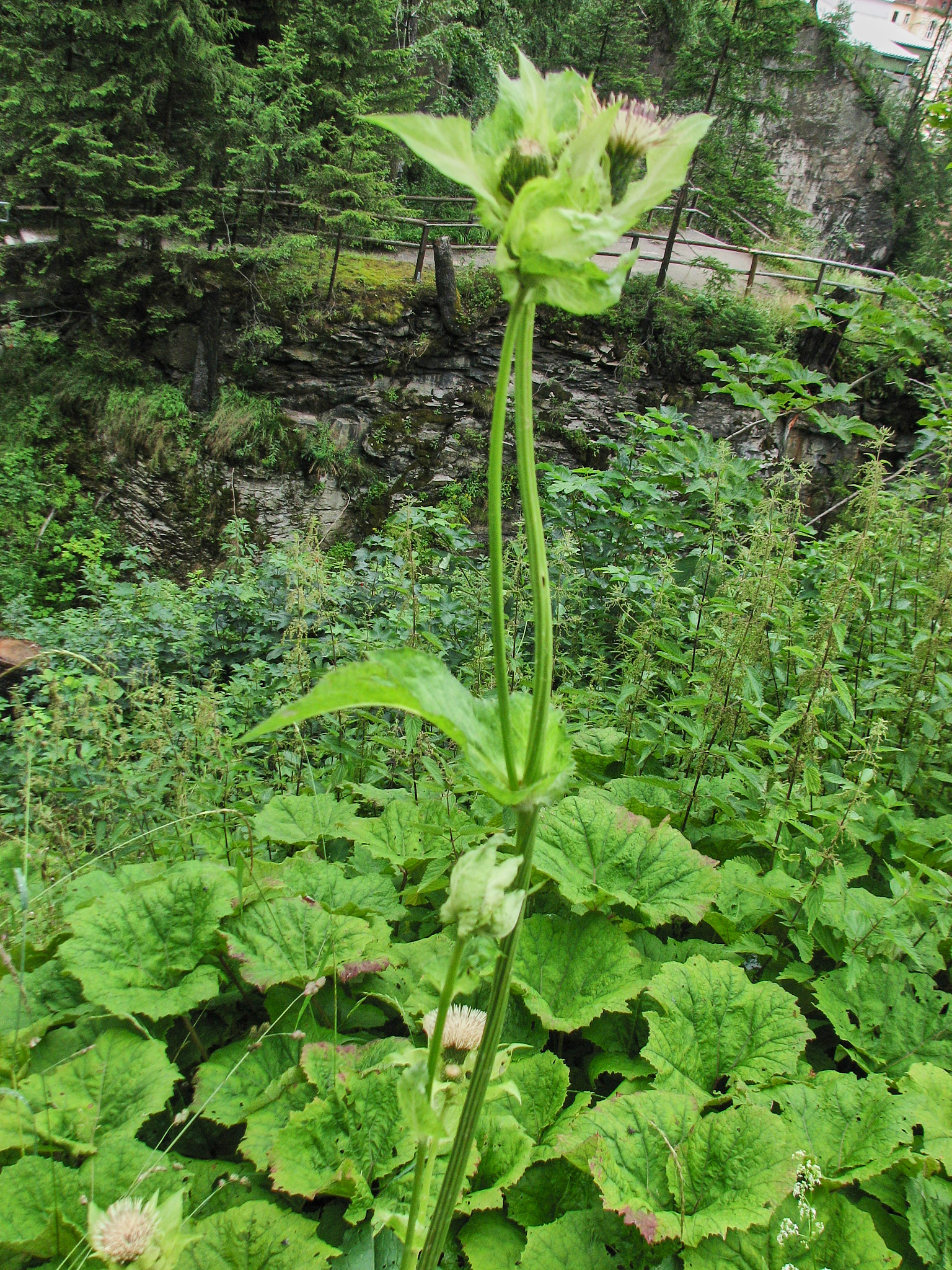 Kåltistel (<em>Cirsium oleraceum</em>)