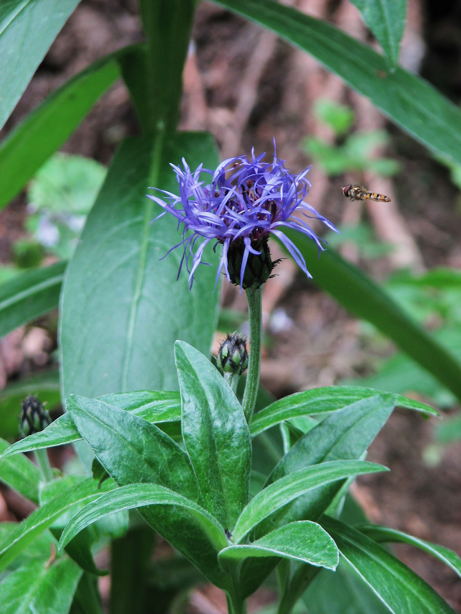 Bergklint (<em>Centaurea montana</em>)