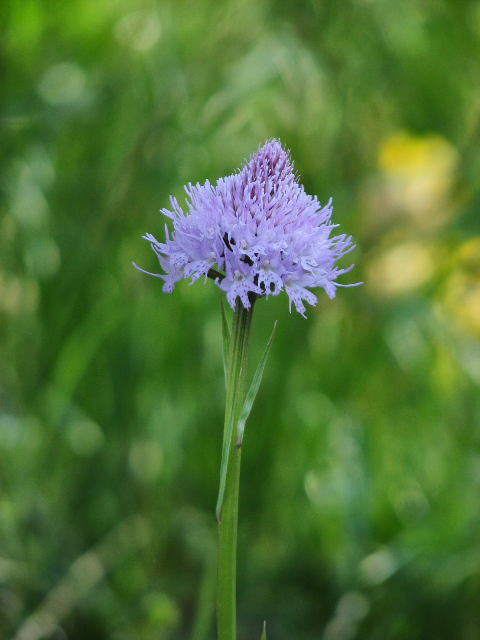 Bollyxne (<em>Traunsteinera globosa</em>)