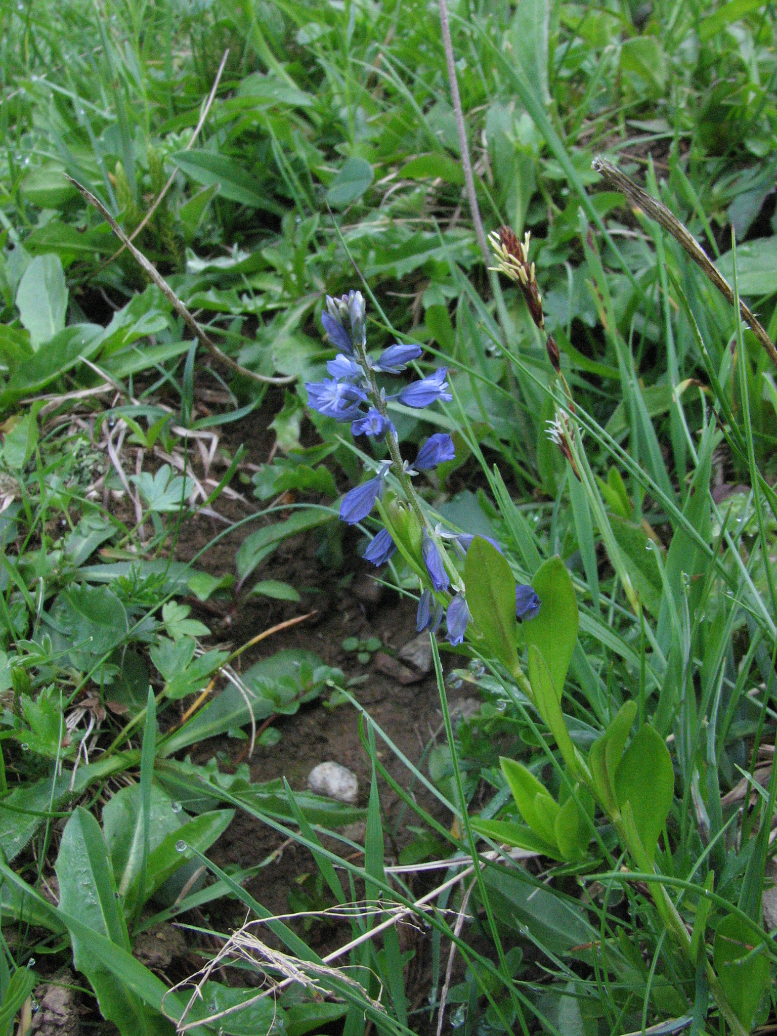 Jungfrulin (<em>Polygala vulgaris</em>)