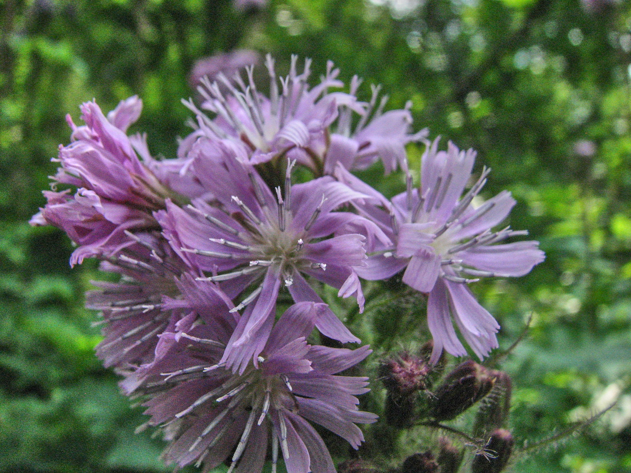 Torta (<em>Lactuca alpina</em>)