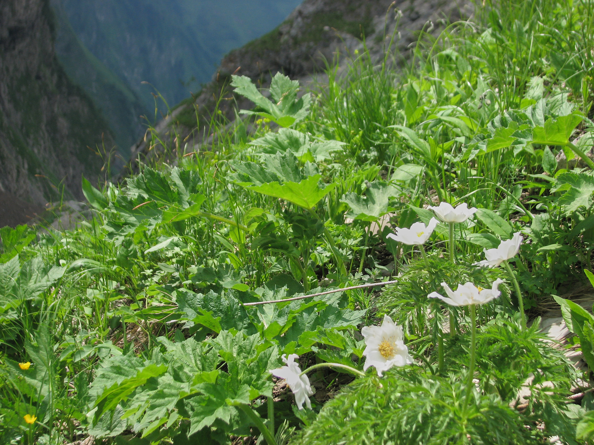 Alpsippa (<em>Pulsatilla alpina</em>)